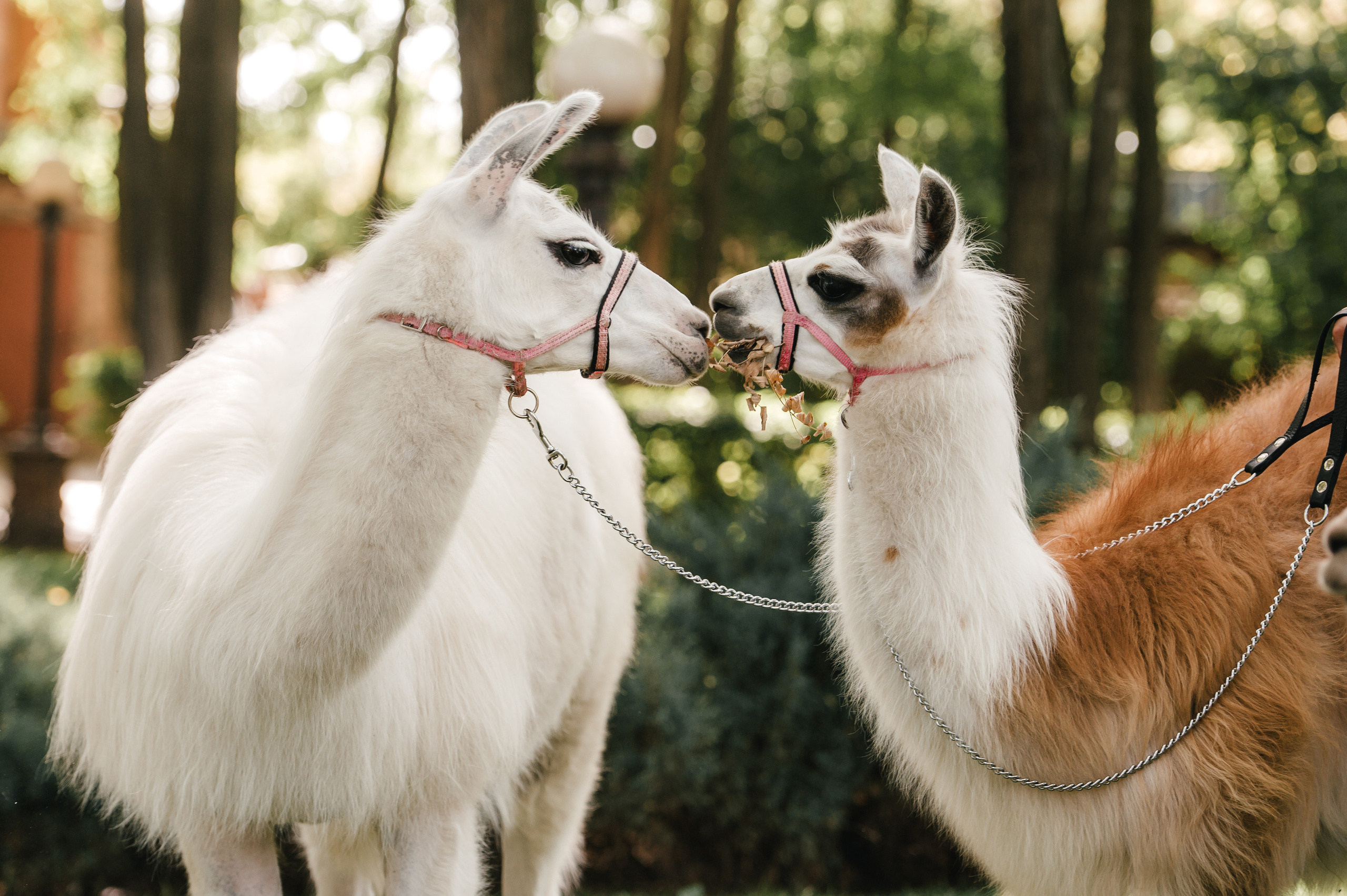 Семен и Анна. Свадебный организатор в Ростове-на-Дону Яснов Роман