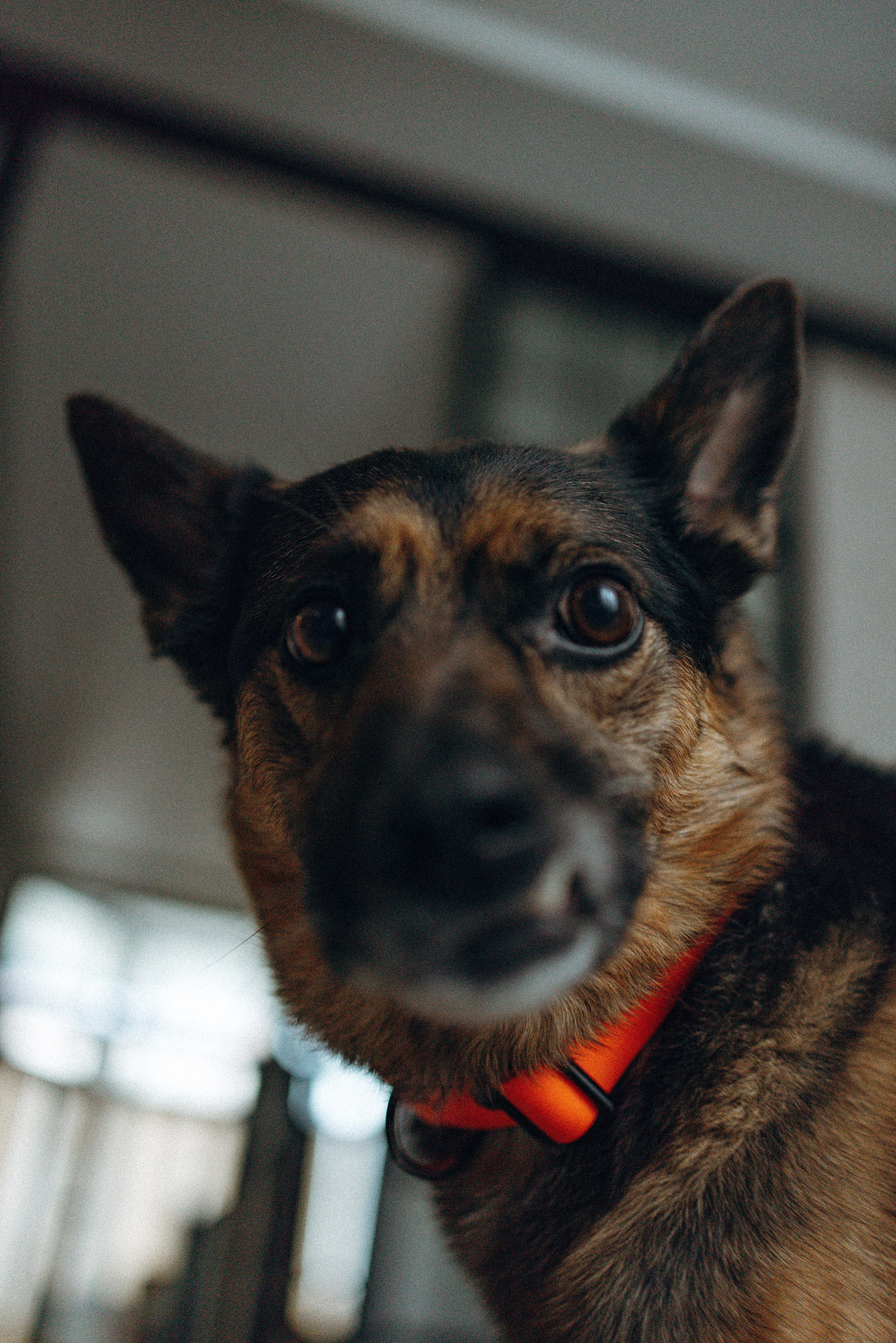 Ника, Матиша и Герда. Фотограф-анималист в Москве Лера Черноног