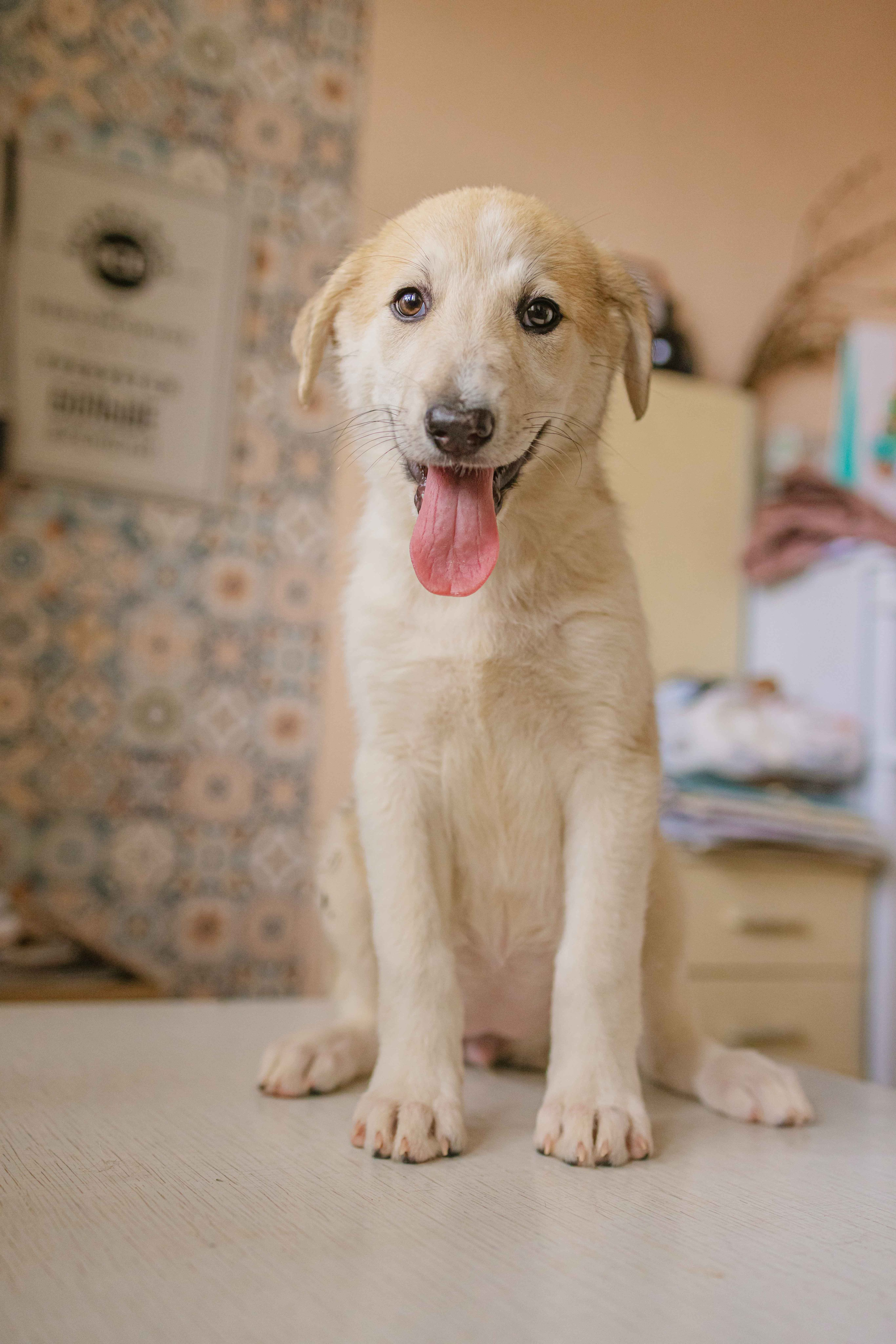 Щеночки на кухне. Фотограф-анималист в Москве Лера Черноног