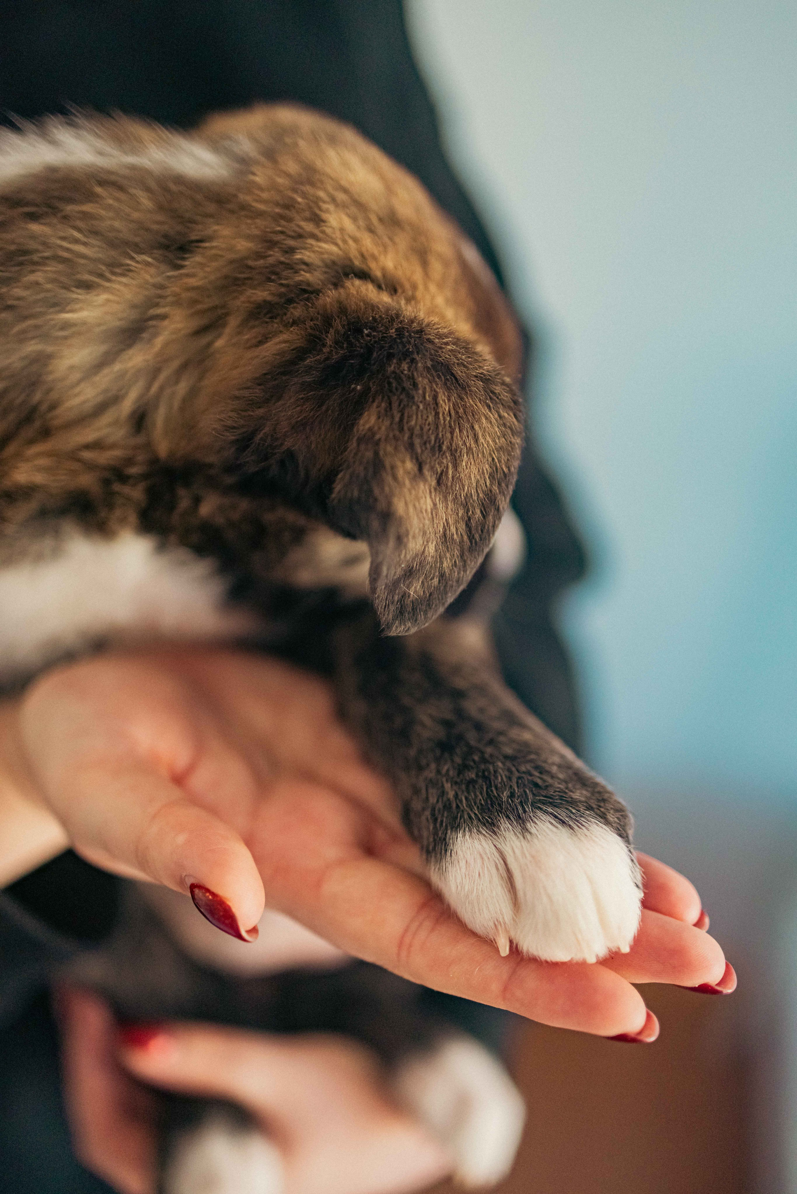 Гайка. Фотограф-анималист в Москве Лера Черноног