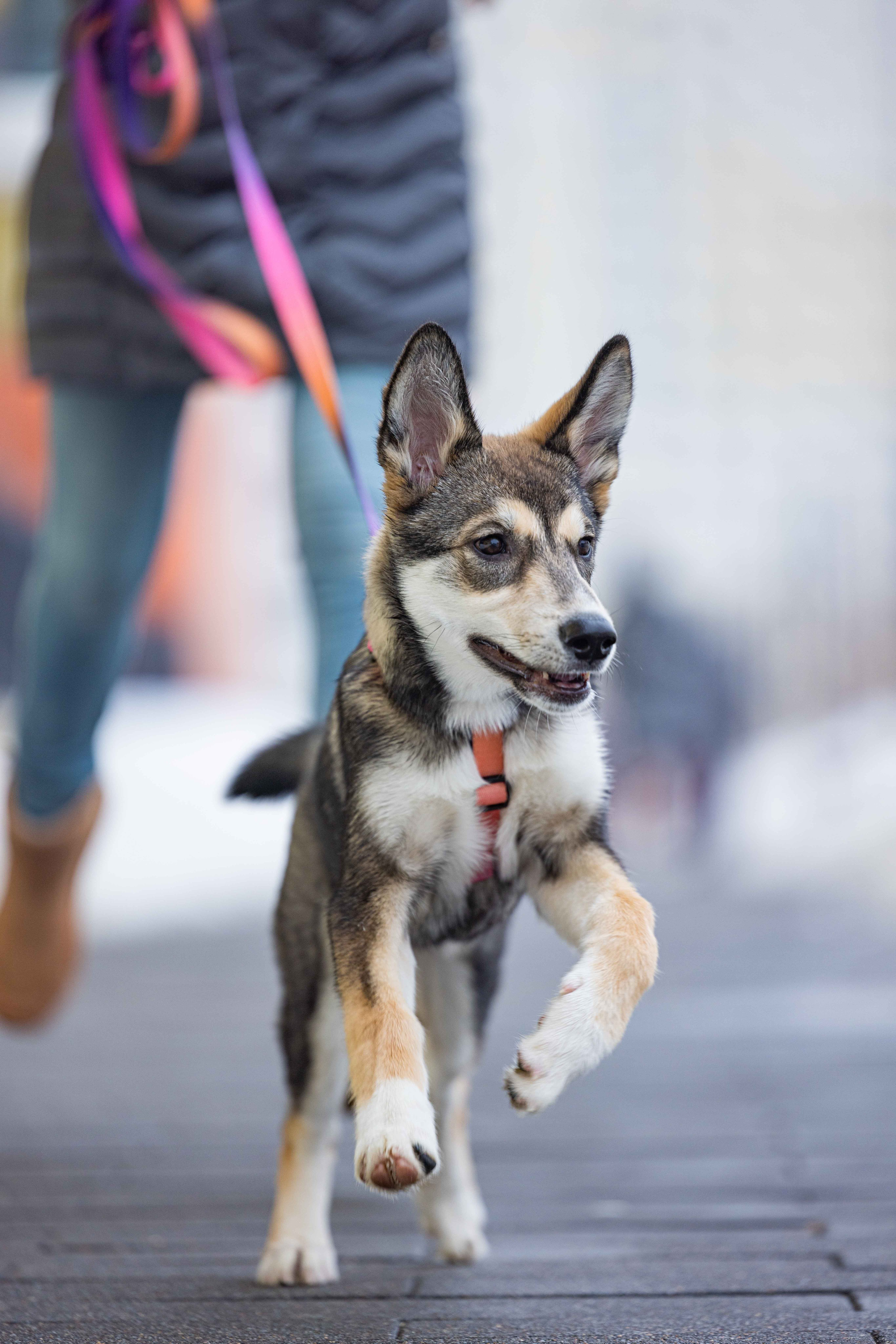 Шами. Фотограф-анималист в Москве Лера Черноног