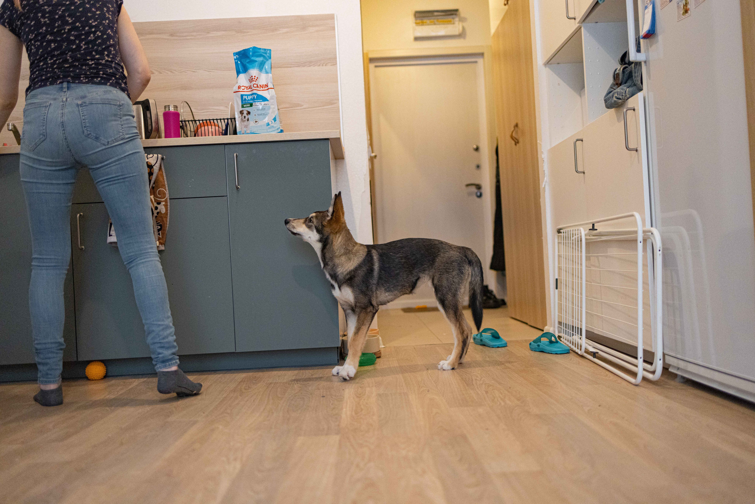 Шами. Фотограф-анималист в Москве Лера Черноног