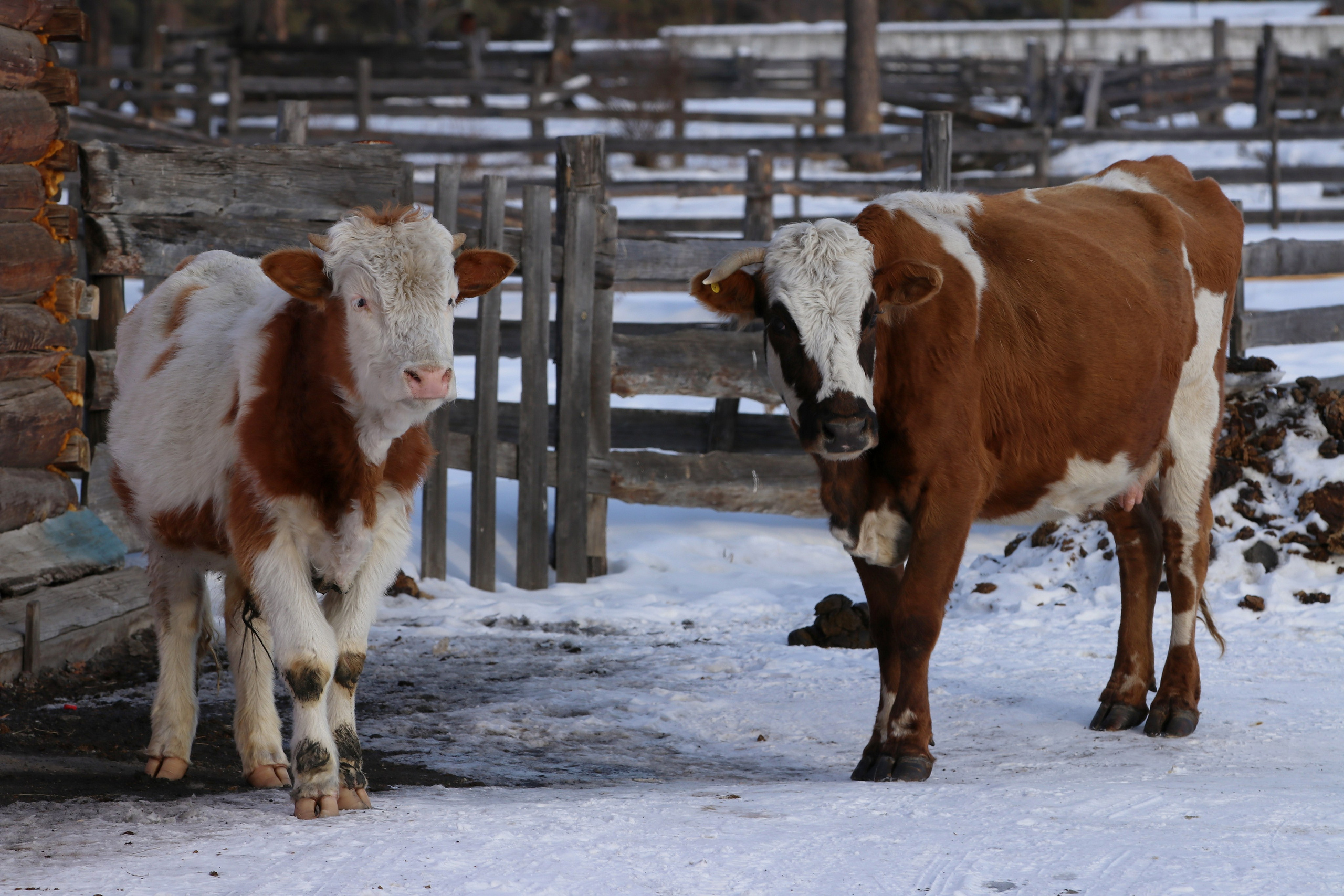 Аршан. Февраль 2025. Путешественник-фотограф из Санкт-Петербурга Татьяна Свистулина