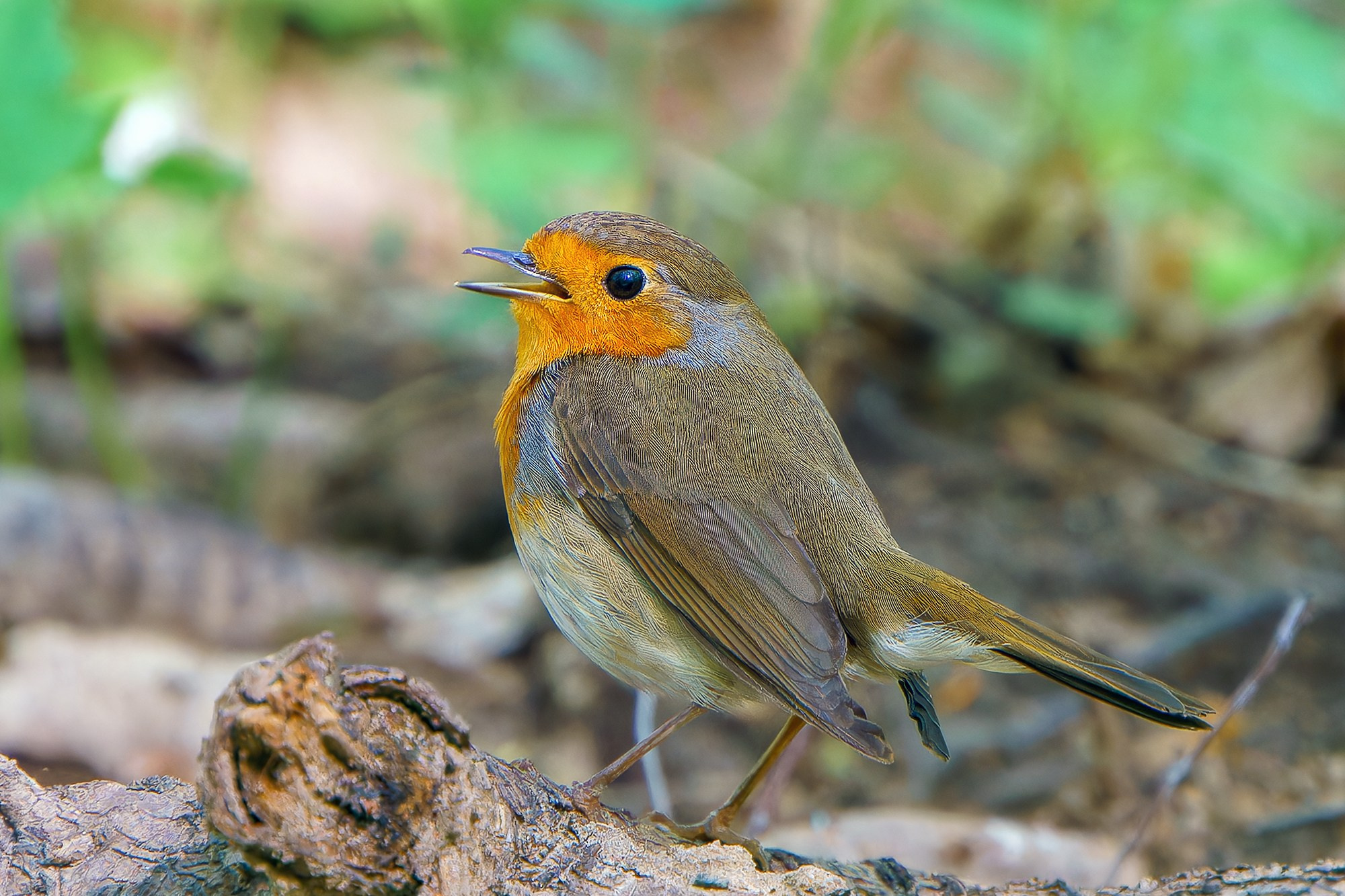 Удивительные мир птиц. Вокруг нас столько прекрасного — присмотритесь!. Ваш личный фотограф Марина Волкова