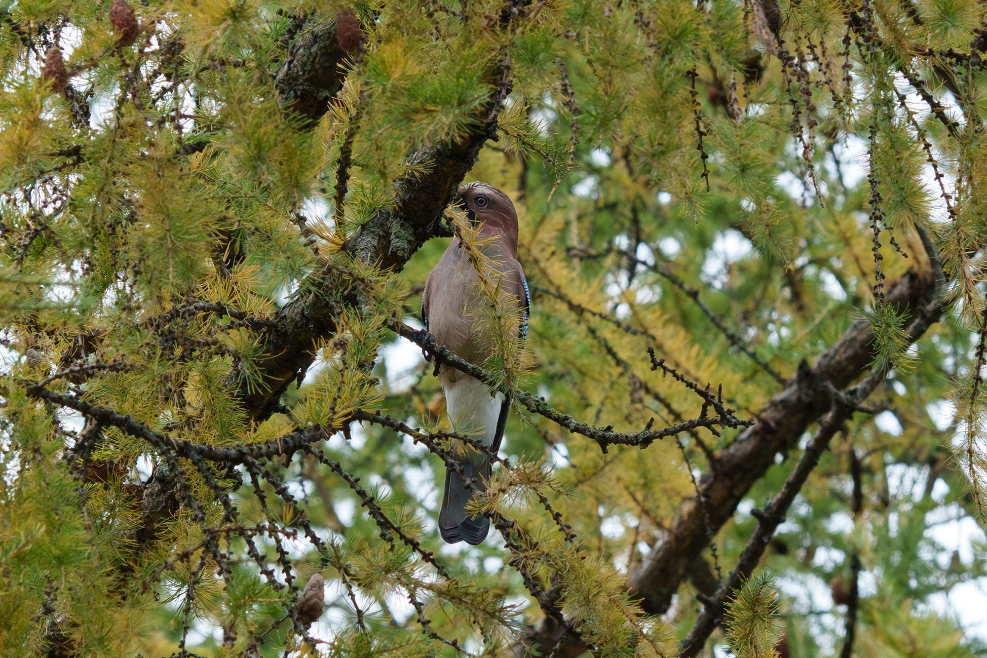 Удивительные мир птиц. Вокруг нас столько прекрасного — присмотритесь!. Ваш личный фотограф Марина Волкова