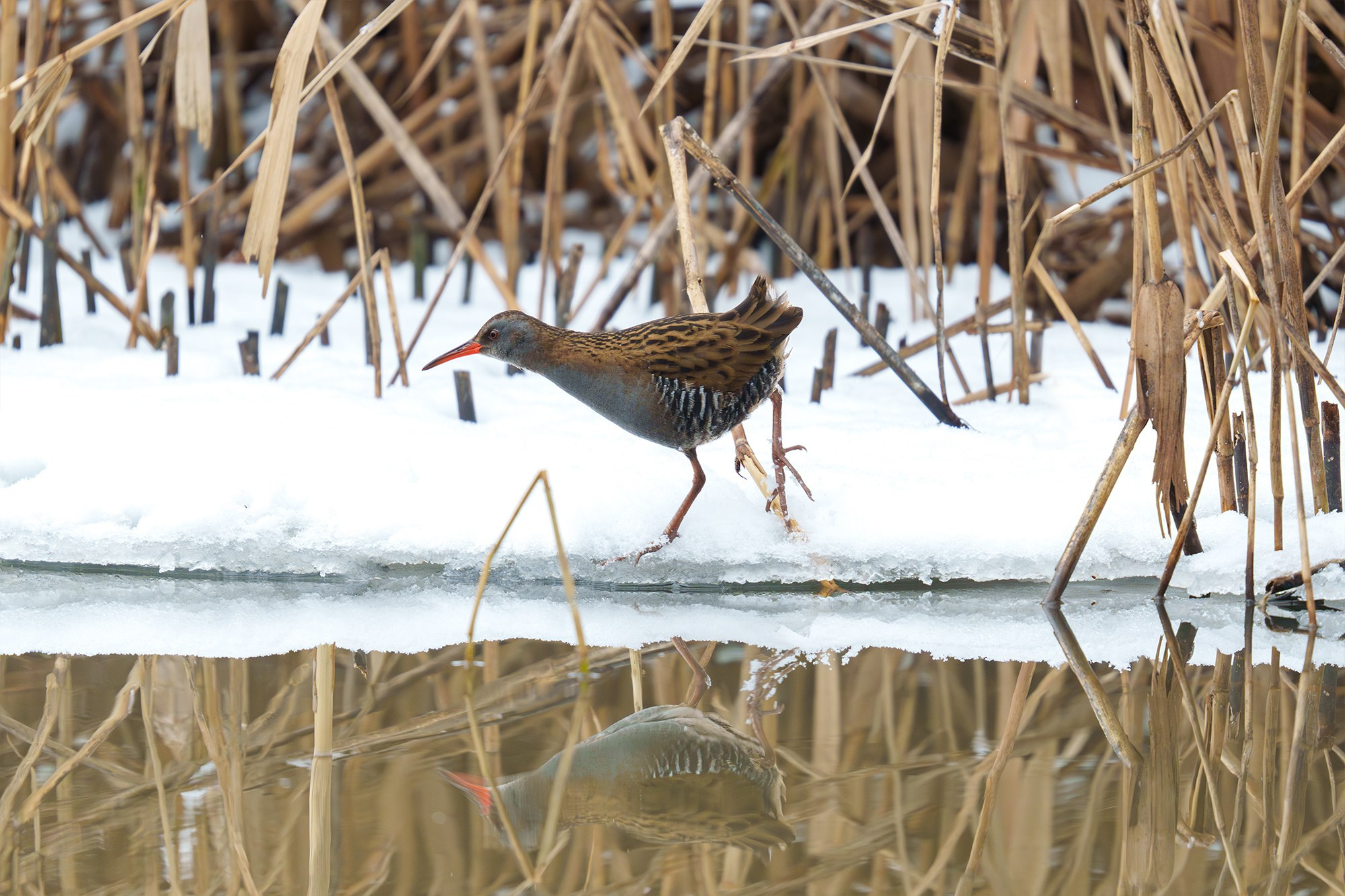 Удивительные мир птиц. Вокруг нас столько прекрасного — присмотритесь!. Ваш личный фотограф Марина Волкова