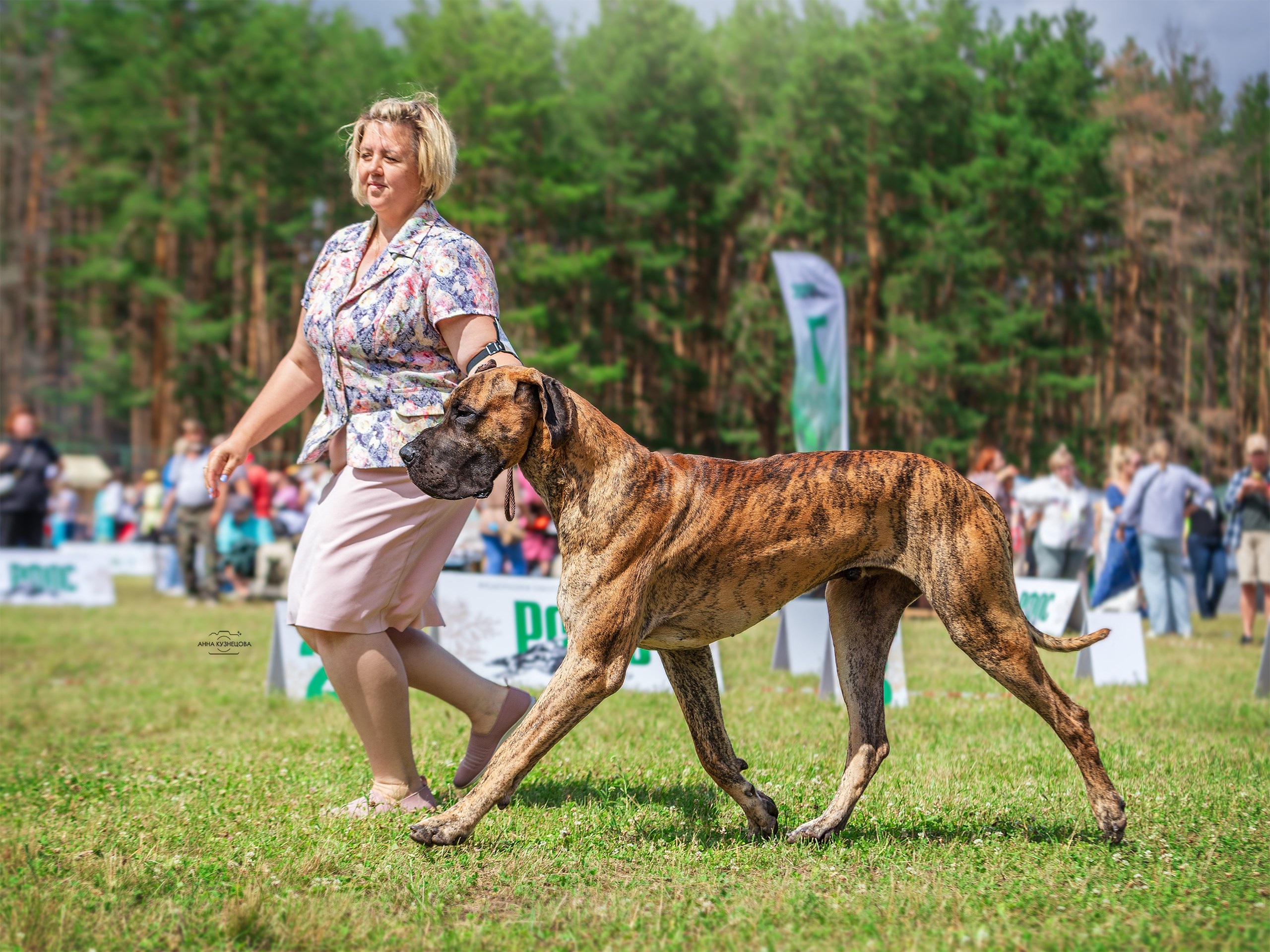 В ринге. Фотограф анималист Кузнецова Анна Нижний Новгород