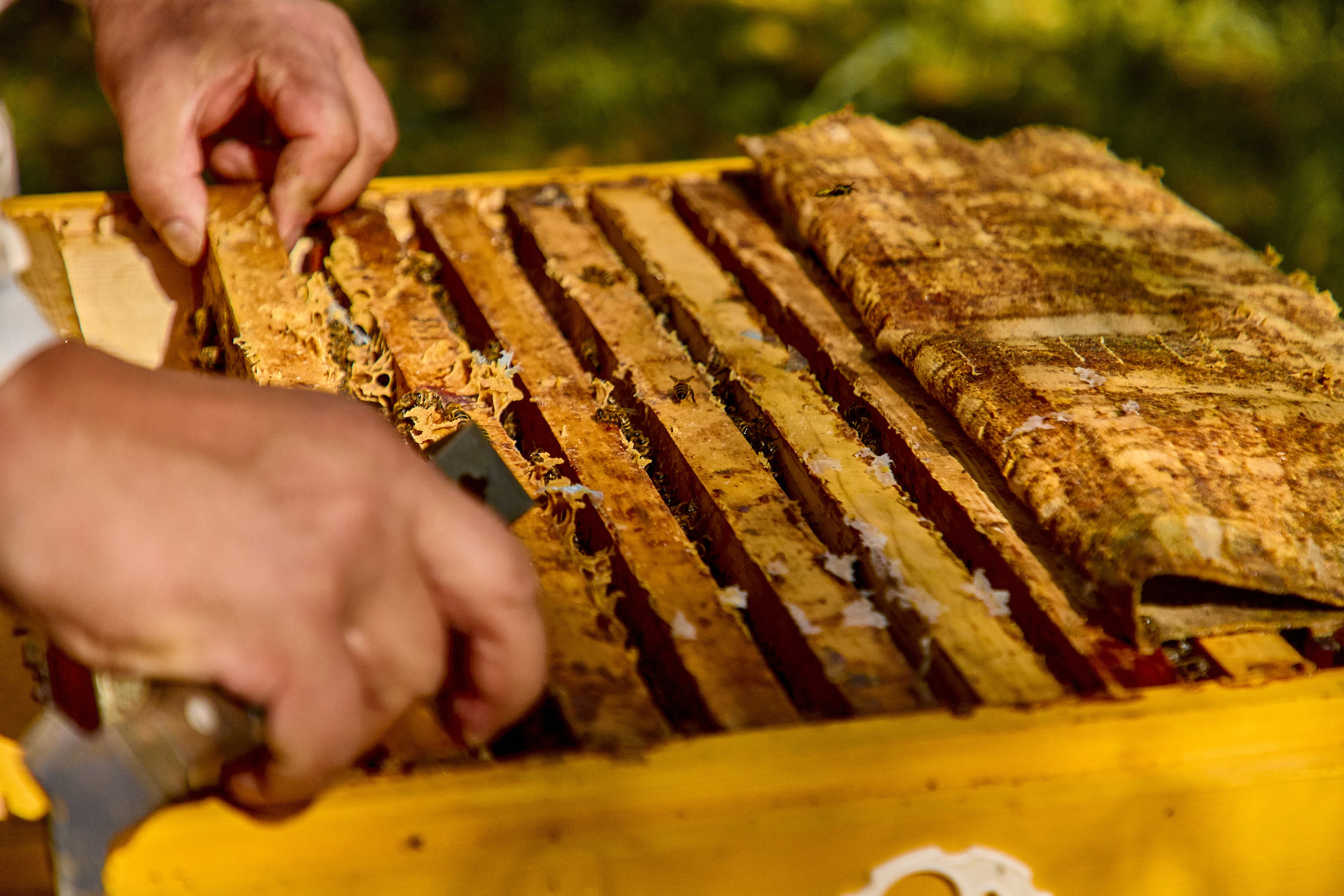 Pchelosharing. Святослав Лебедев | Рекламный фотограф — Коммерческая съемка, Арт-дирекшн, AI-интеграция