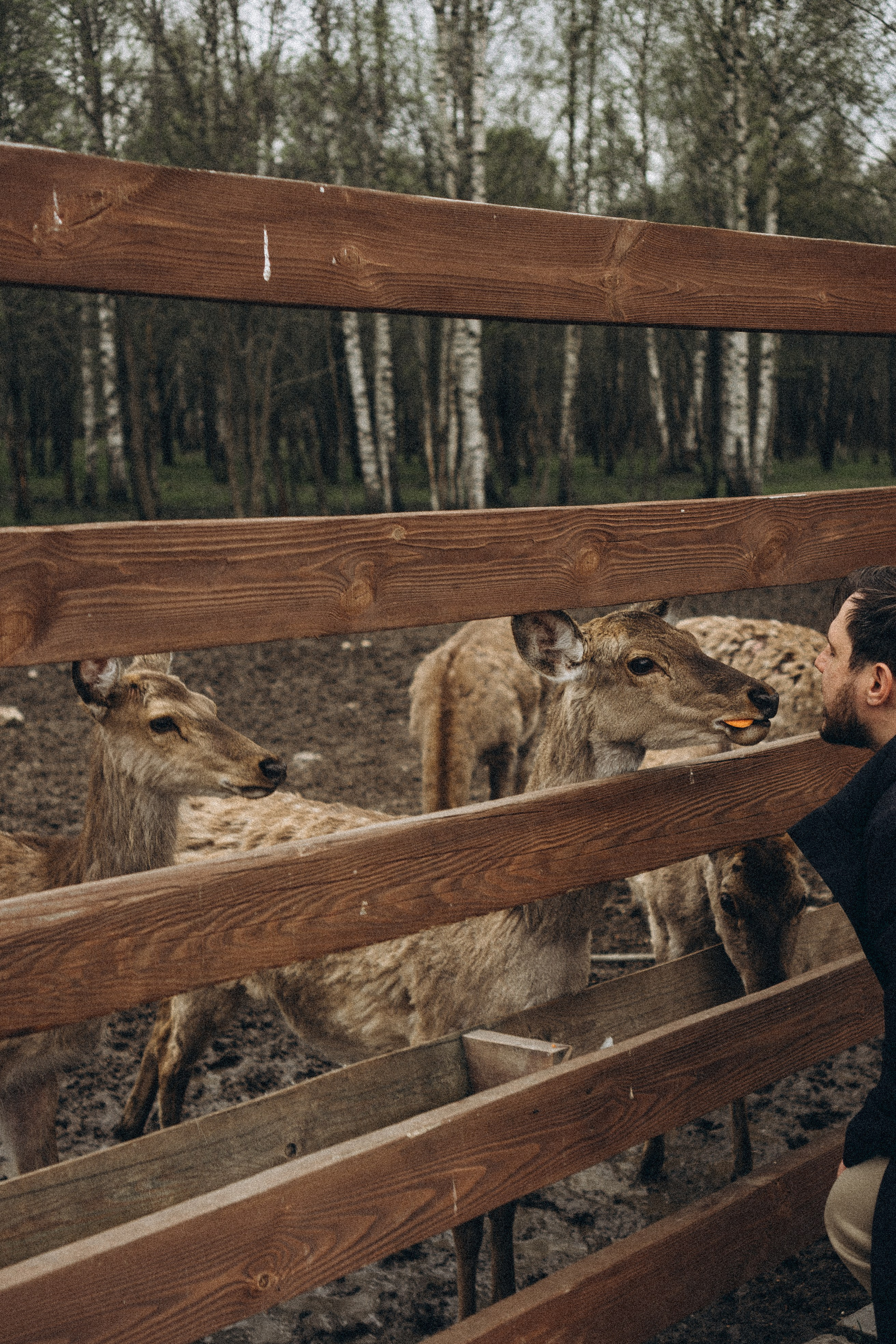 ОЛЕНЬЯ ФЕРМА В ТВЕРИ. Профессиональный фотограф, Санкт-Петербург — Виктория Богомолова