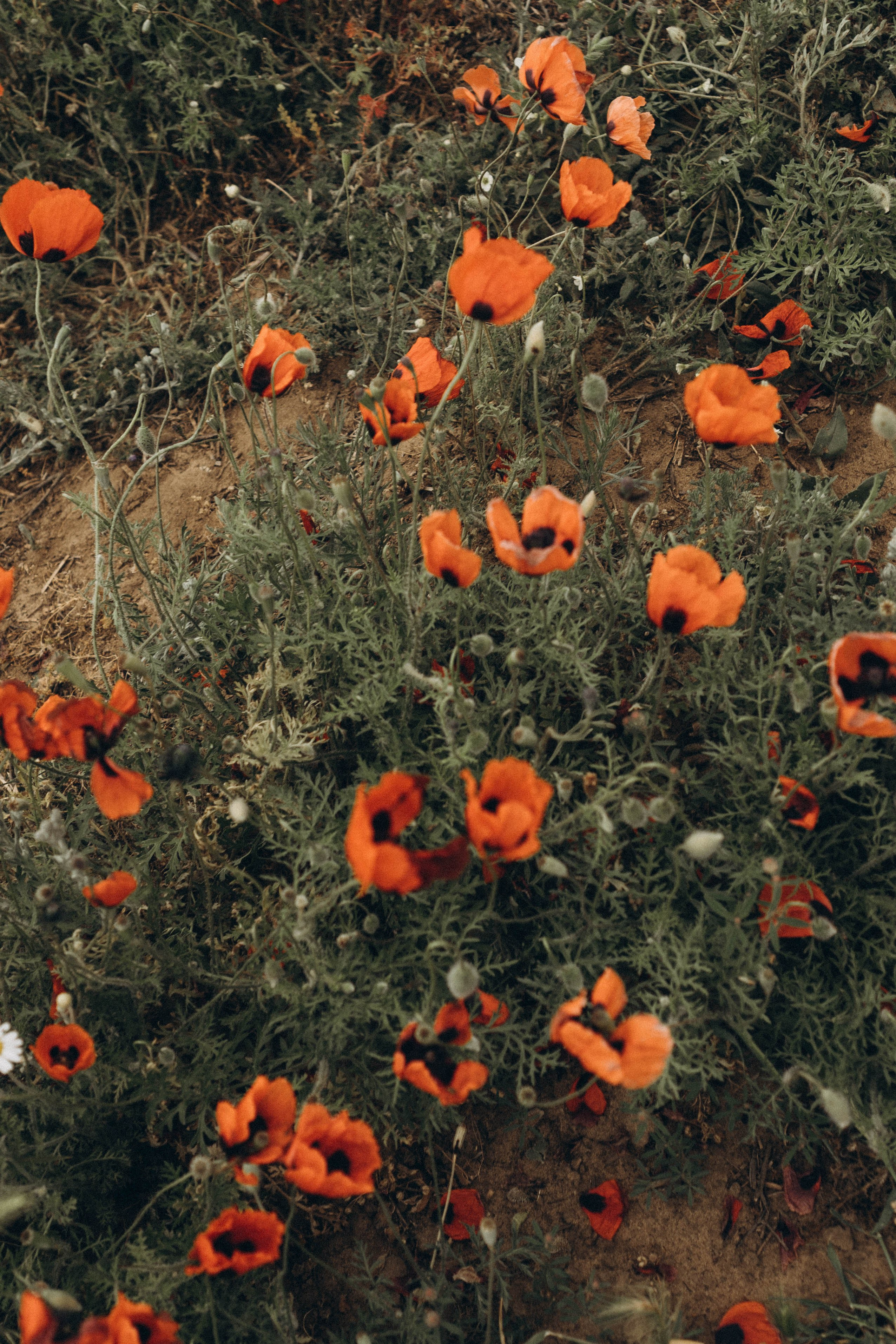 Кавказ. Профессиональный фотограф, Санкт-Петербург — Виктория Богомолова