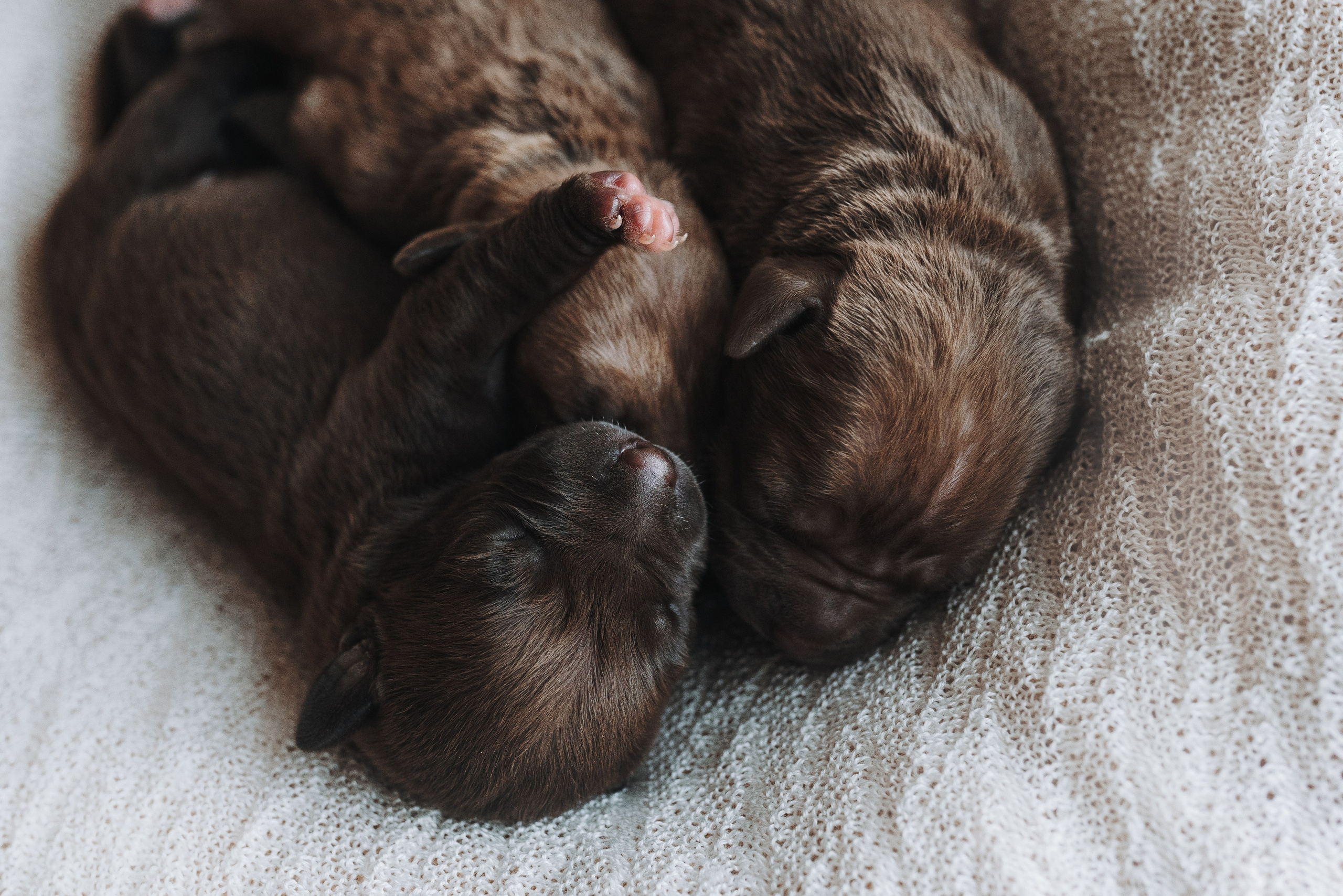 Прайтеры. Фотограф анималист Осипчикова Мария