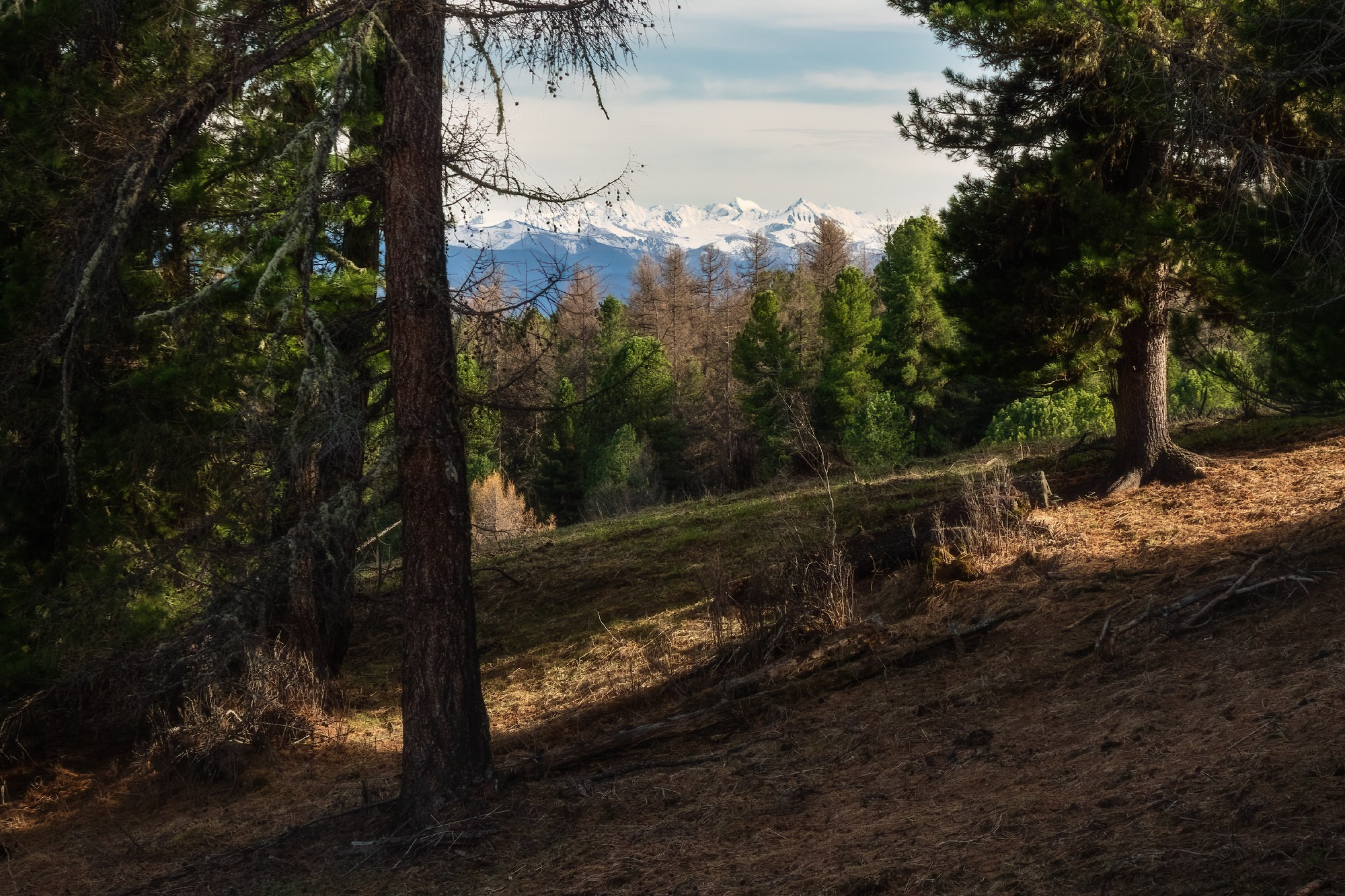 Начало весны на Сальджаре. Онгудайский район, май 2024
