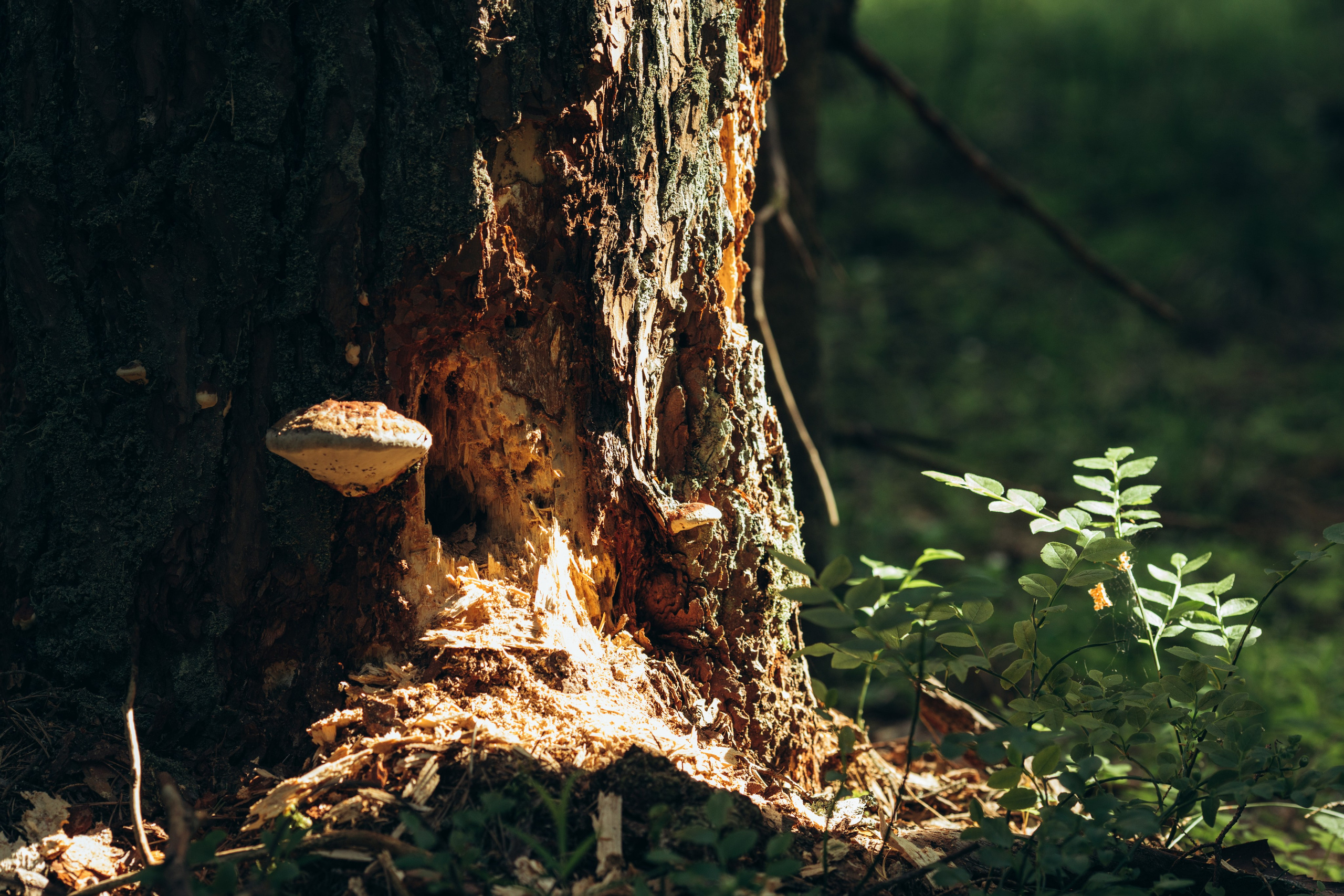 Природные пейзажи. Наталия Клевинскас портретный фотограф в Костроме