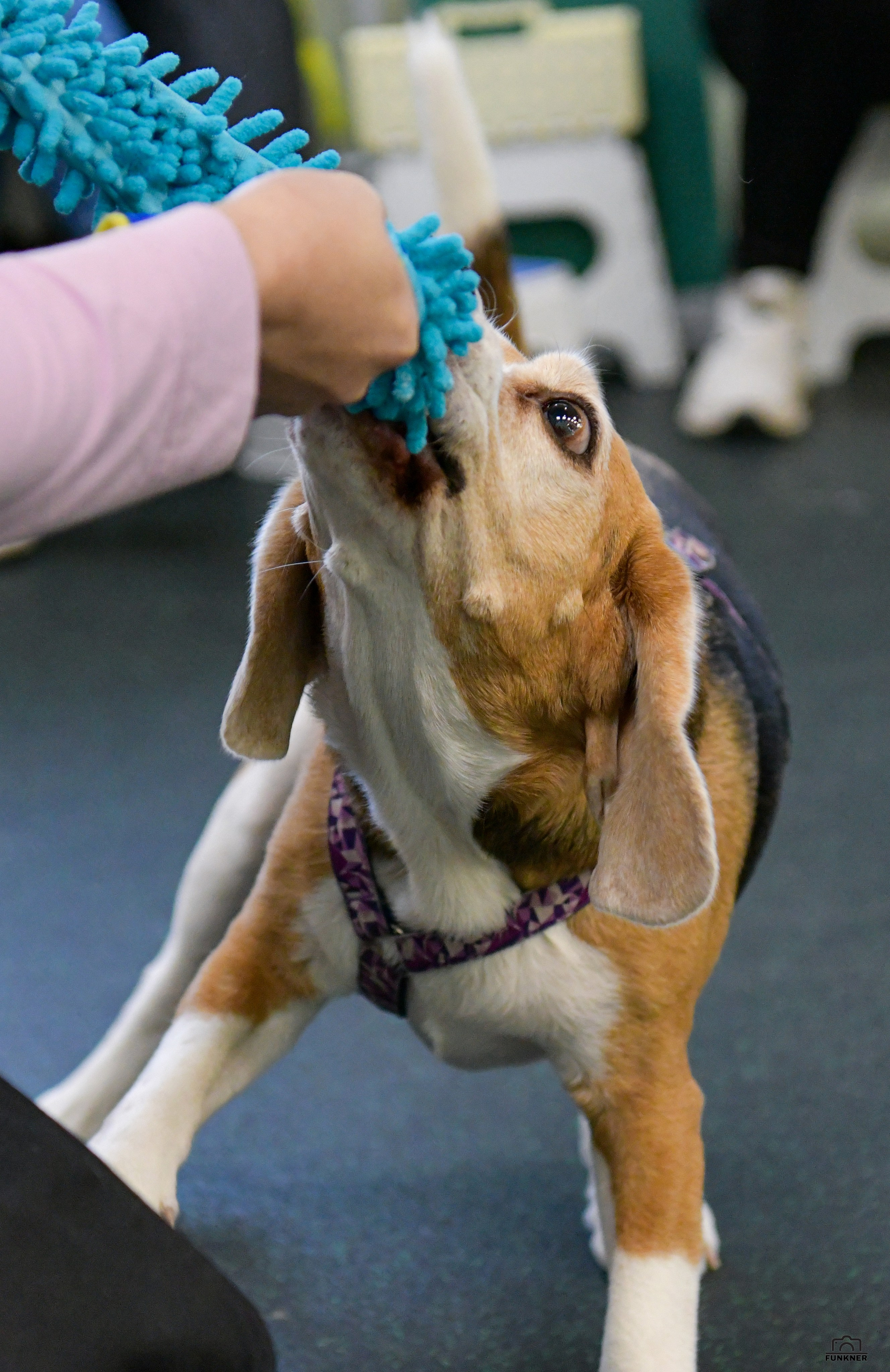 Кинологический клуб «Бодрый хвост». Свой взгляд через объектив