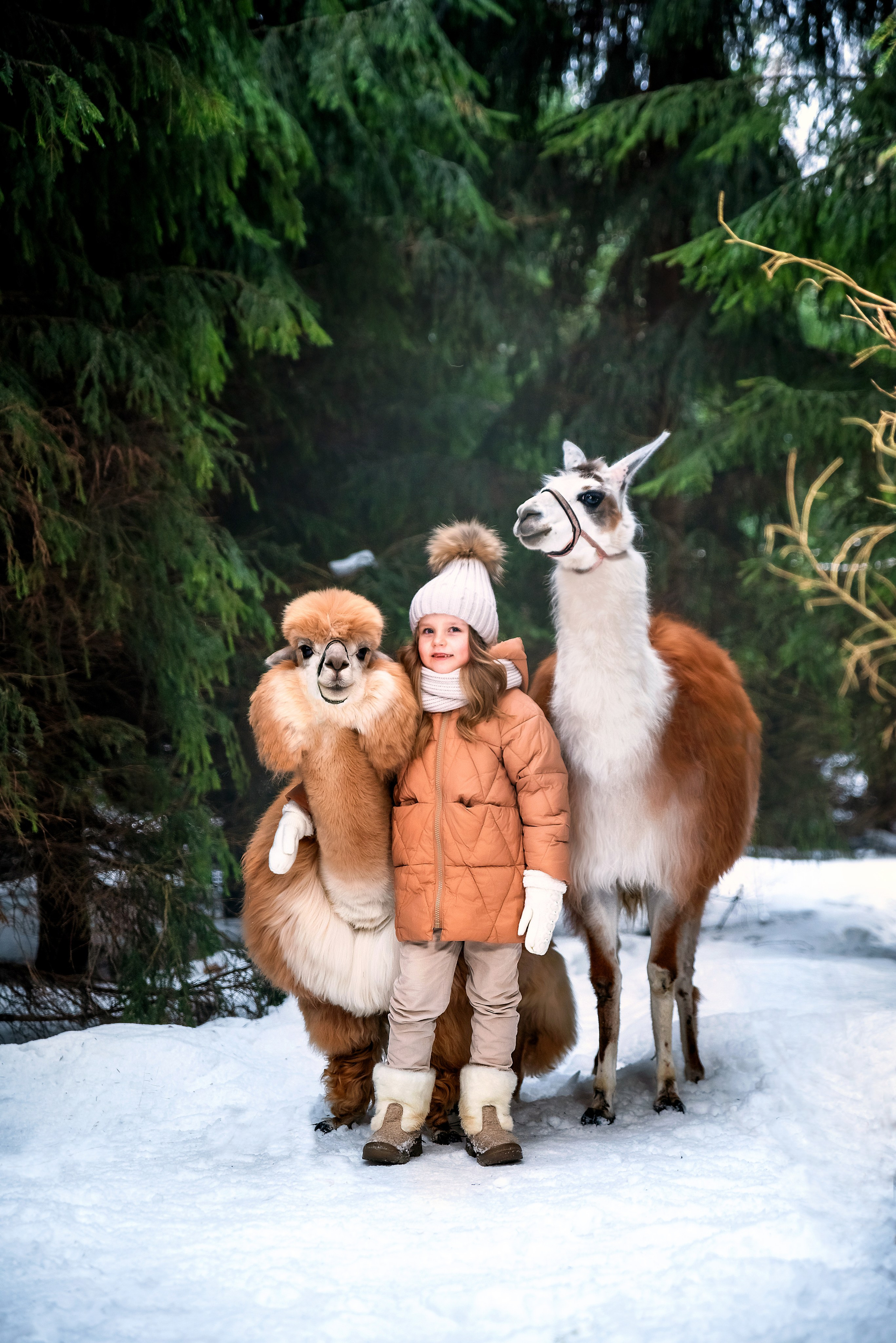 Альпаки. Фотограф в Москве Lidiya_Li_Photo
