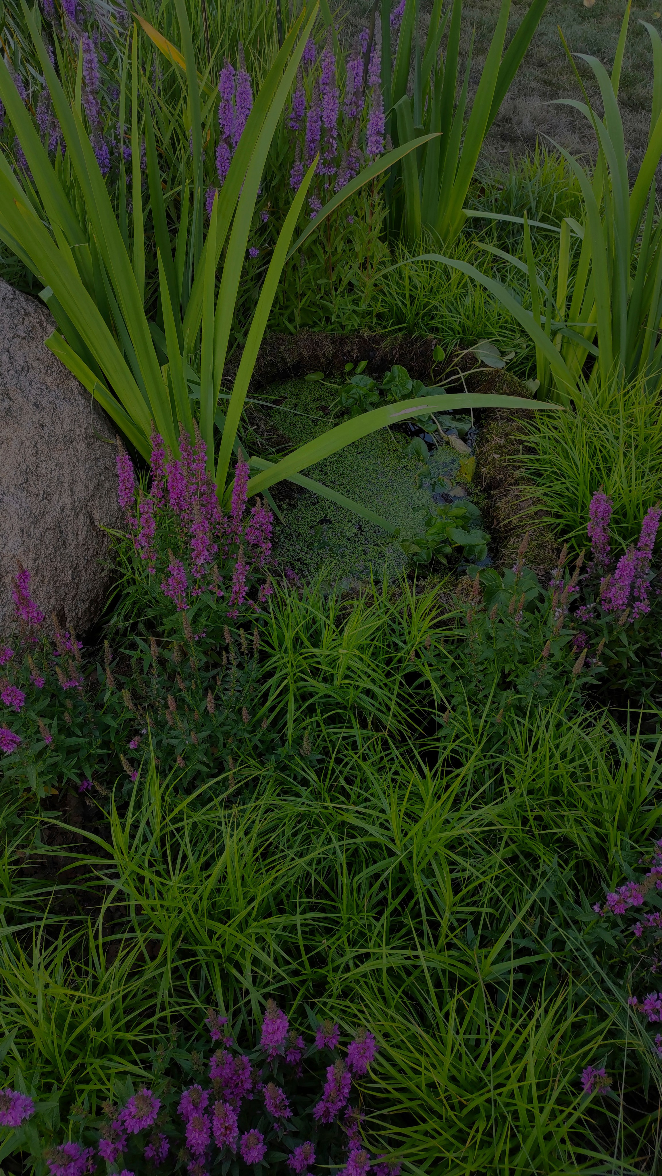 Вдохновение. Бутакова Елена фотограф в Екатеринбурге