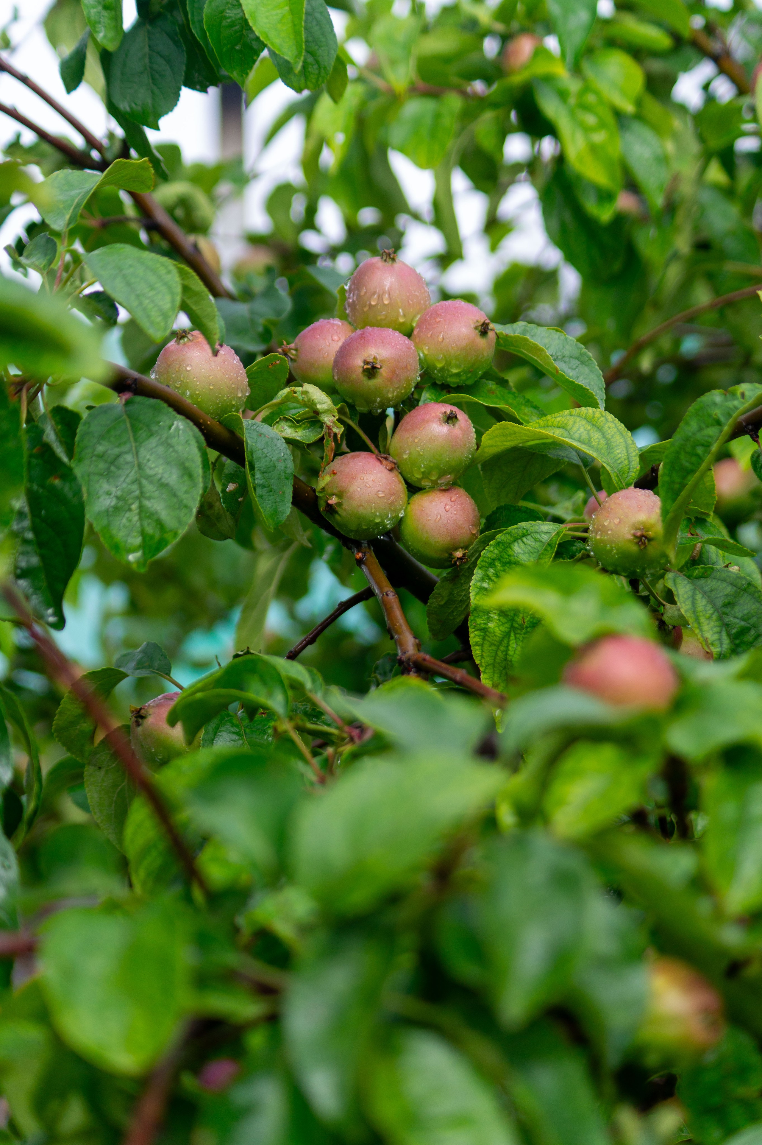 Г. Вятские Поляны лето 2025. Портретный и семейный фотограф Санкт-Петербург