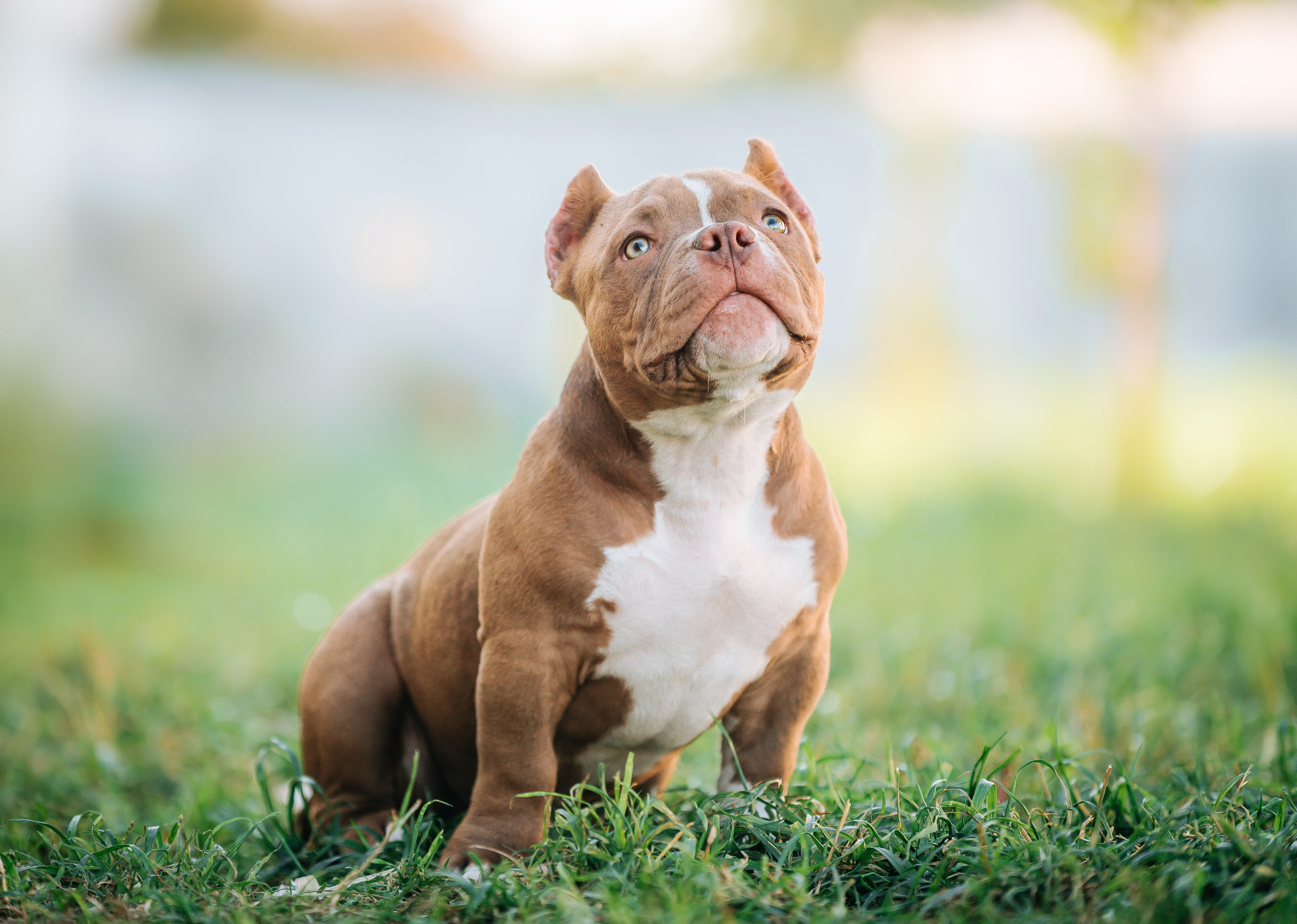 Американский булли щенки. Главная