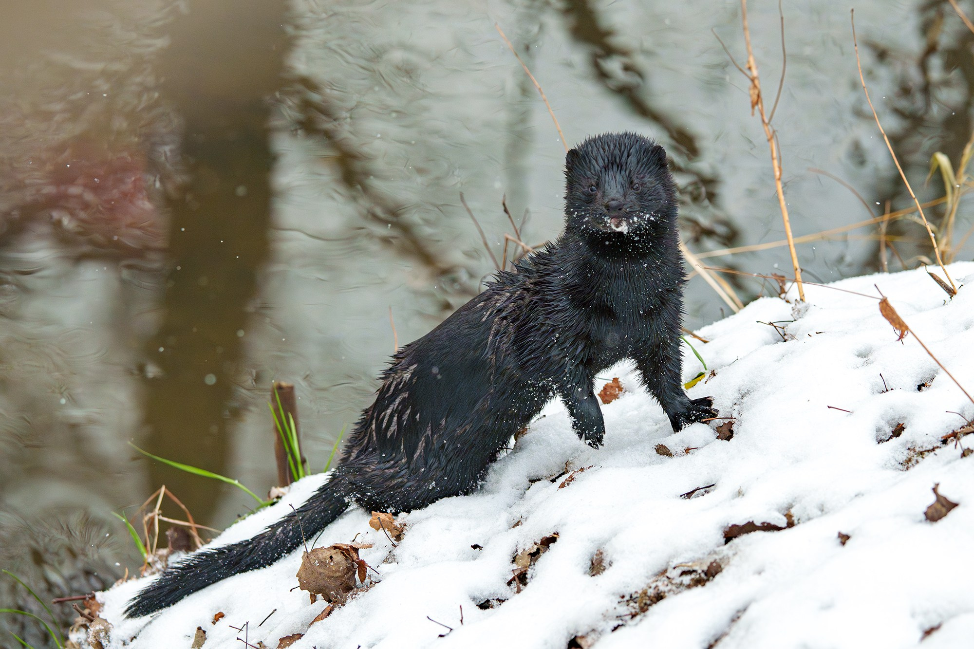Животные. Ваш личный фотограф Марина Волкова