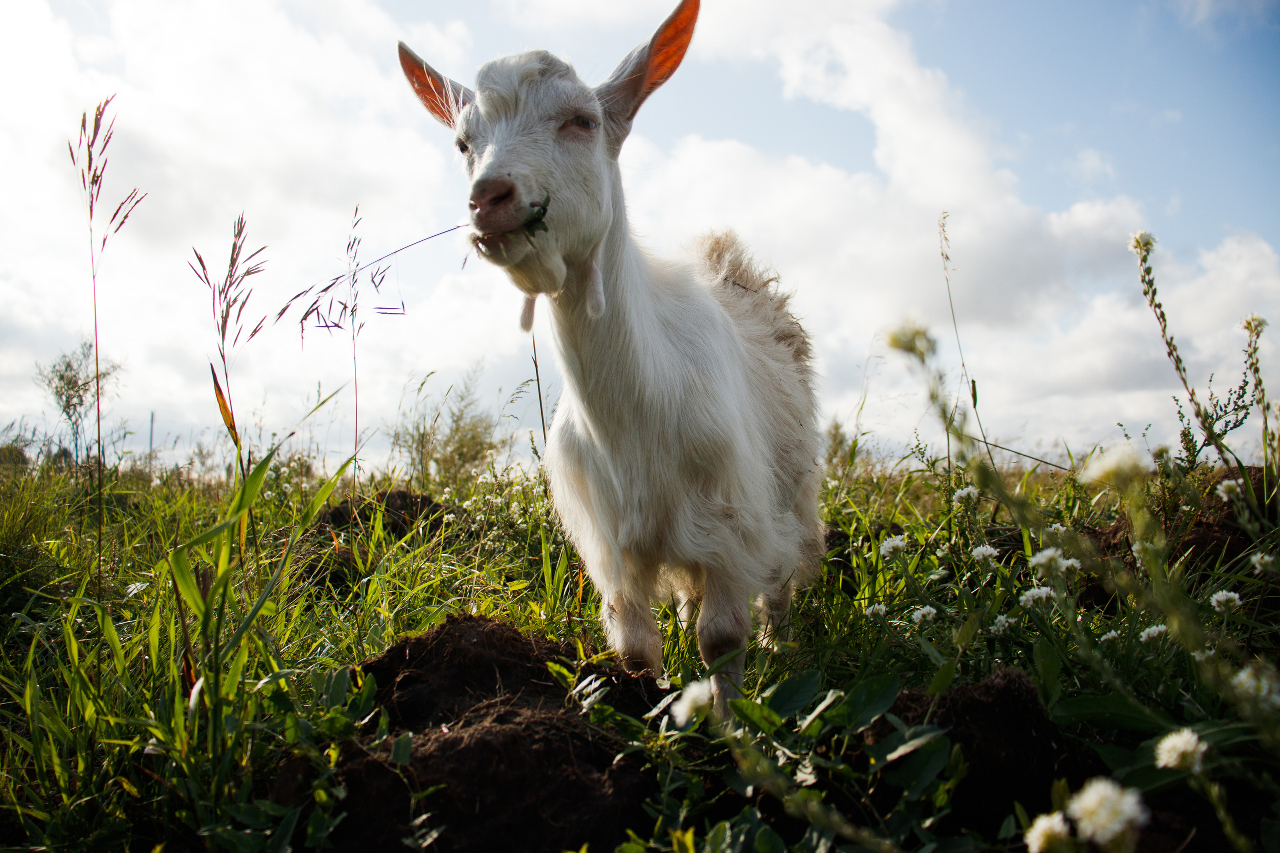 Екатерина. Фотограф — Новосибирск