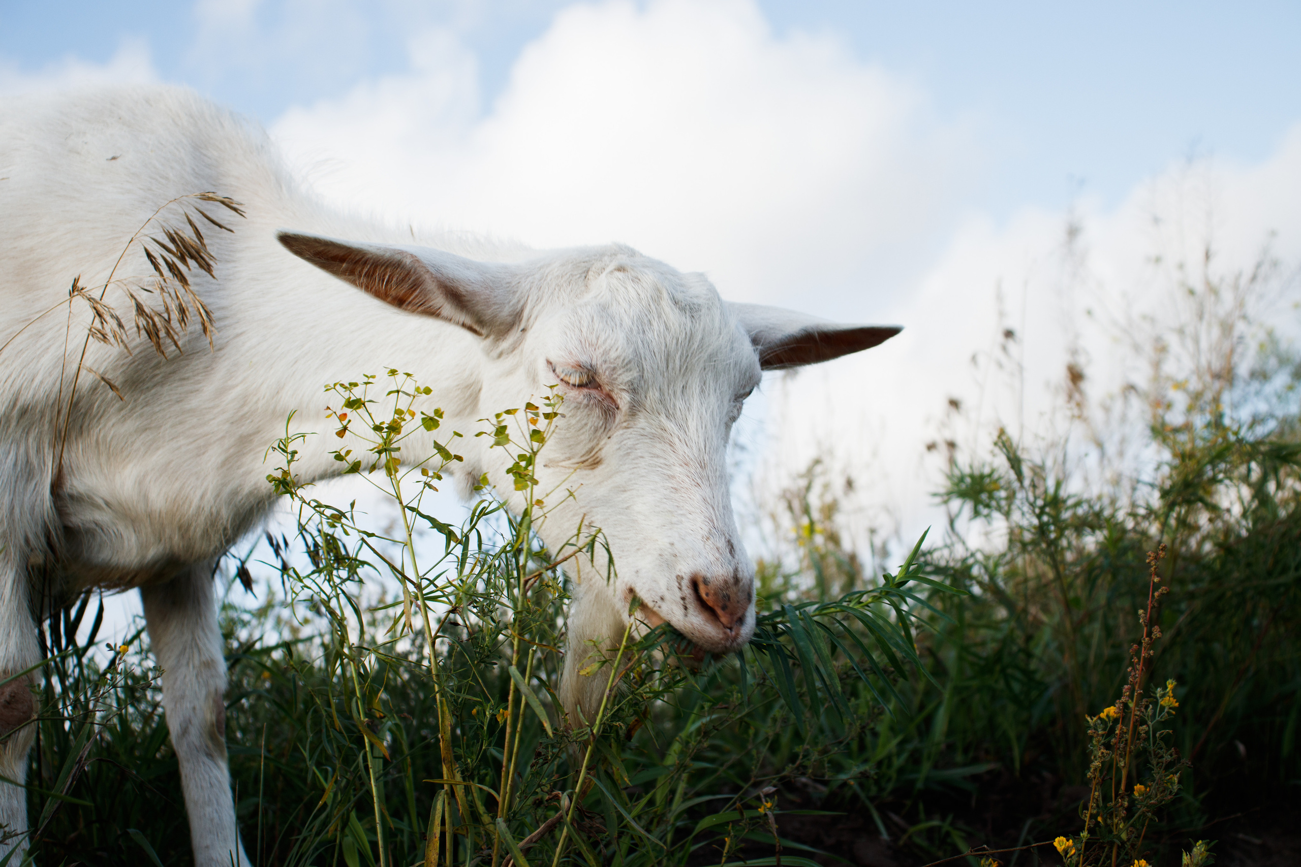 Екатерина. Фотограф — Новосибирск