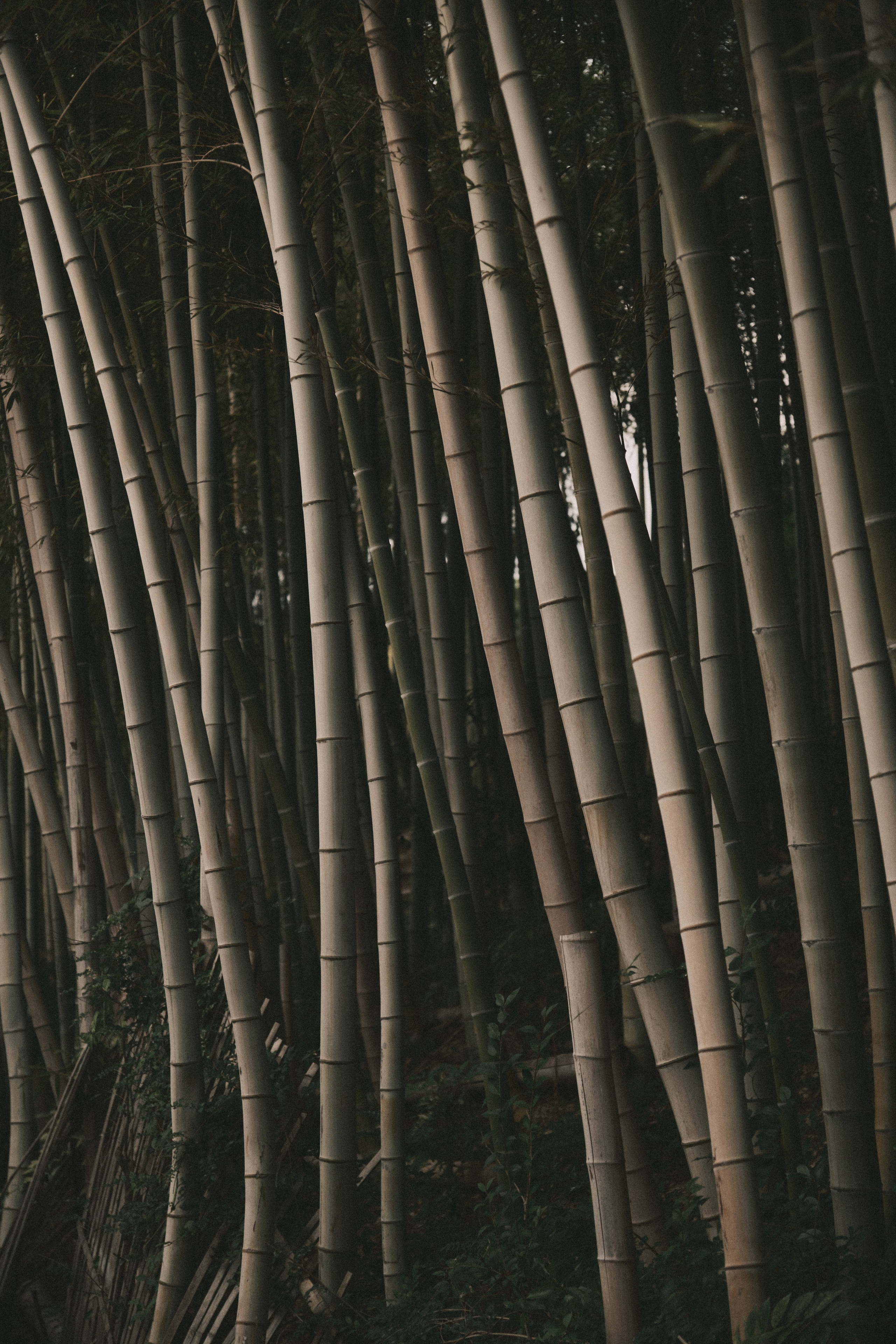 Тоёнака, Осака, Япония