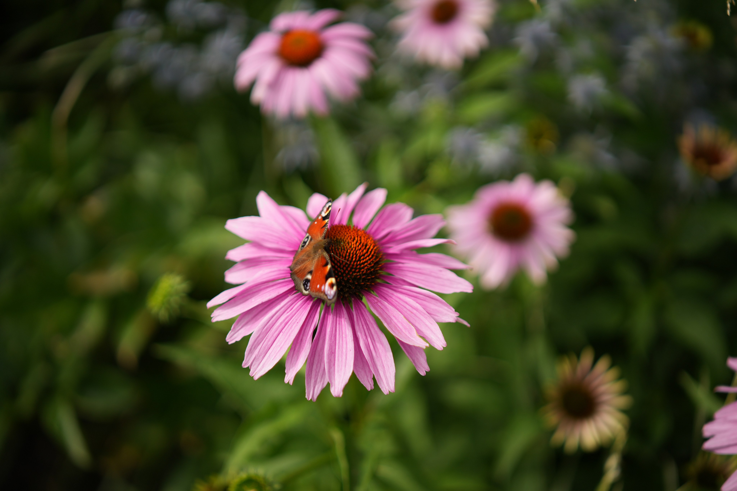 Люда + Паша: полная серия (пакет 8 часов). BYFOX STUDIO 68 — фото и видеосъёмка Тамбов, Москва, Воронеж, Липецк