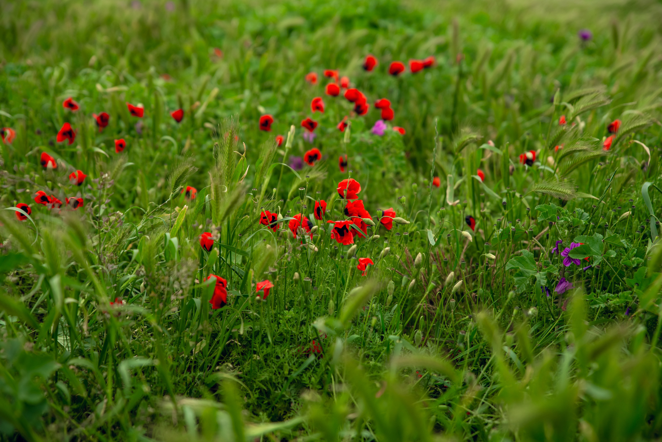 Дагестан. Фотограф Крещение Венчание Москва