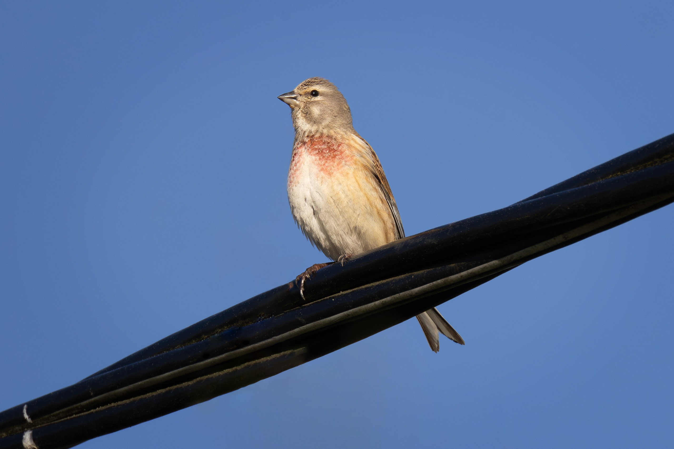 Птицы СНТ «Подлесье». Птицы парков г. Люберцы