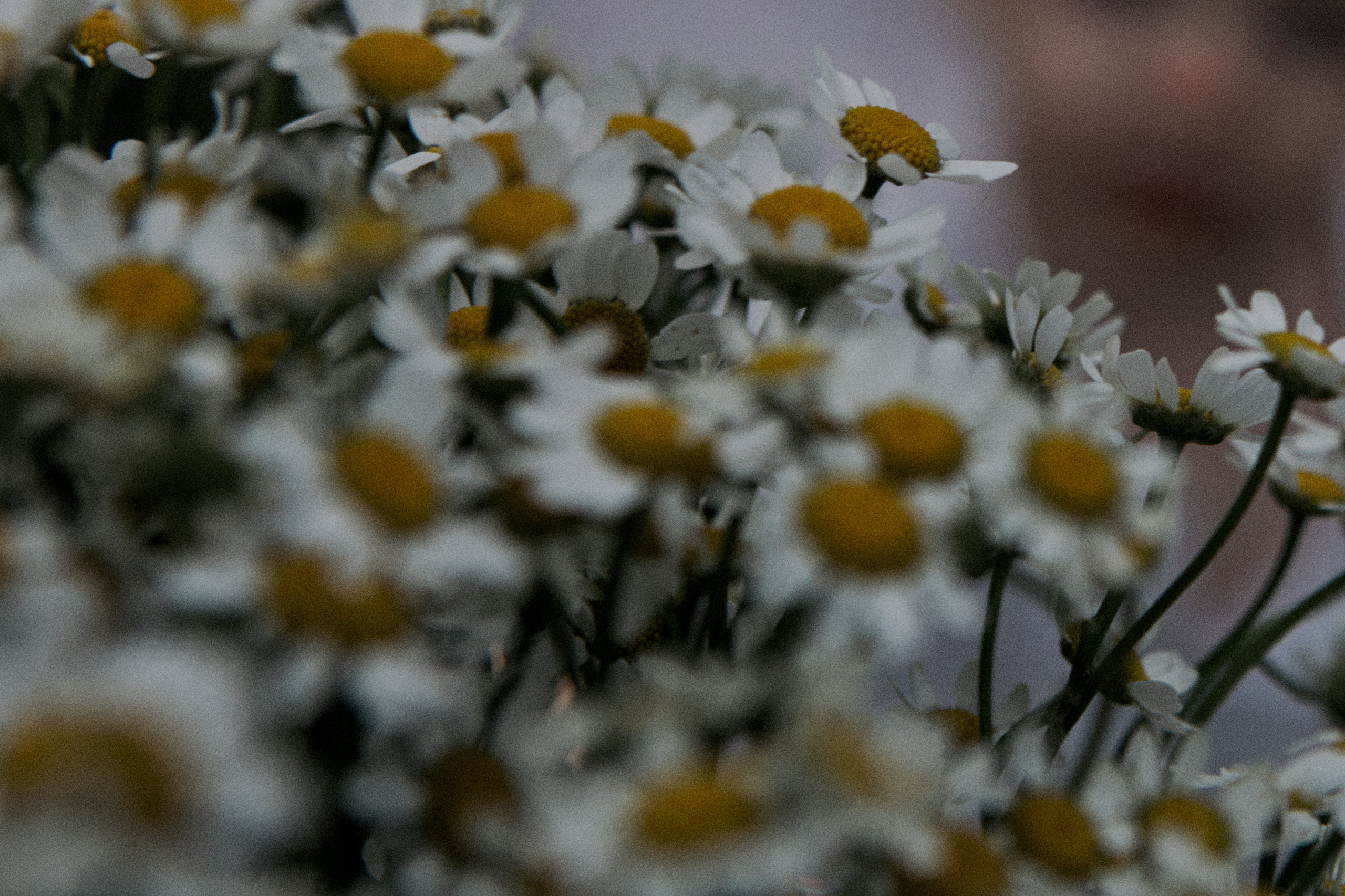 Dasha and the boys. Portrait, family and pet photographer in Cyprus, Ksenia Bourdelle