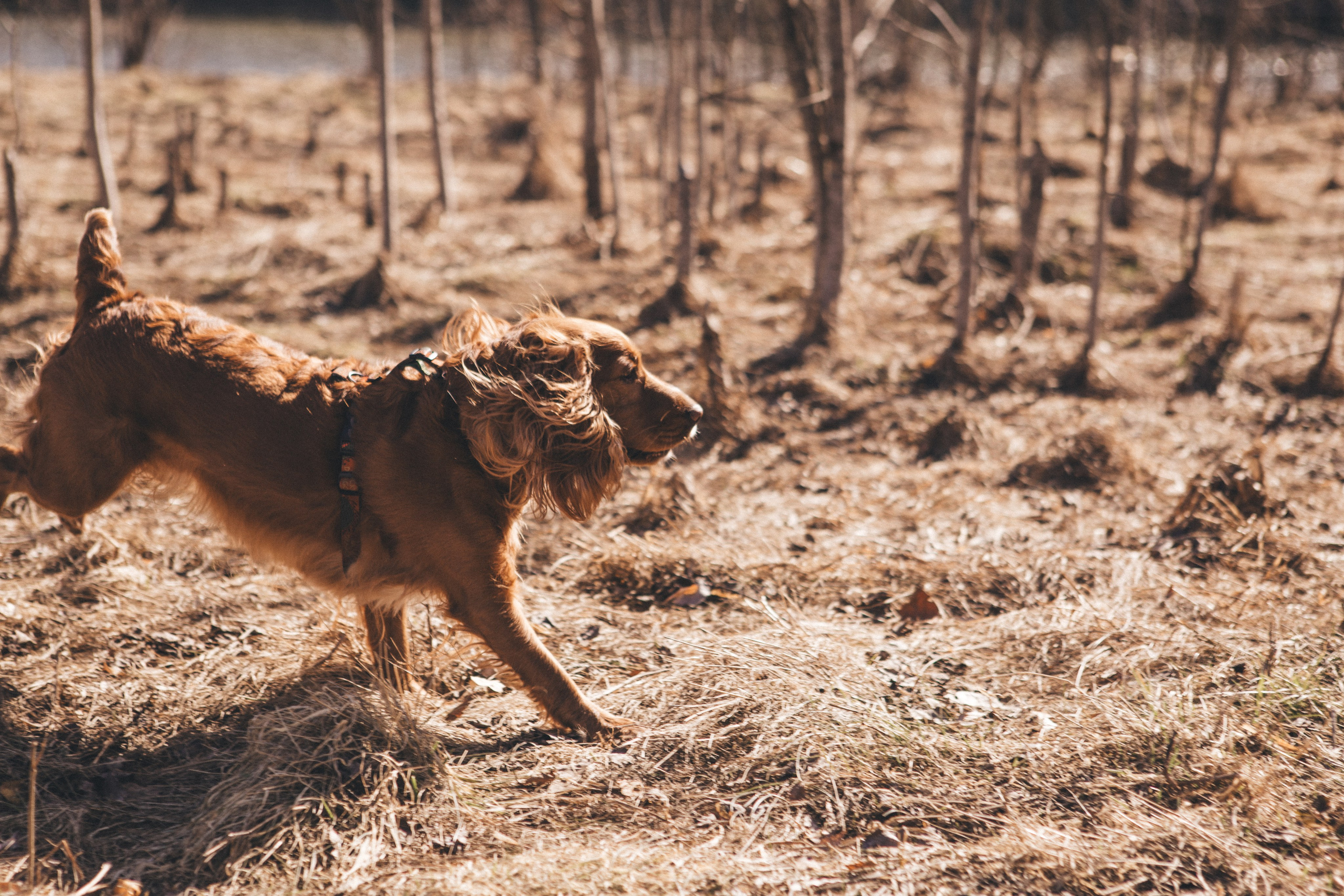 Julia & Jessie. Portrait, family and pet photographer in Cyprus, Ksenia Bourdelle