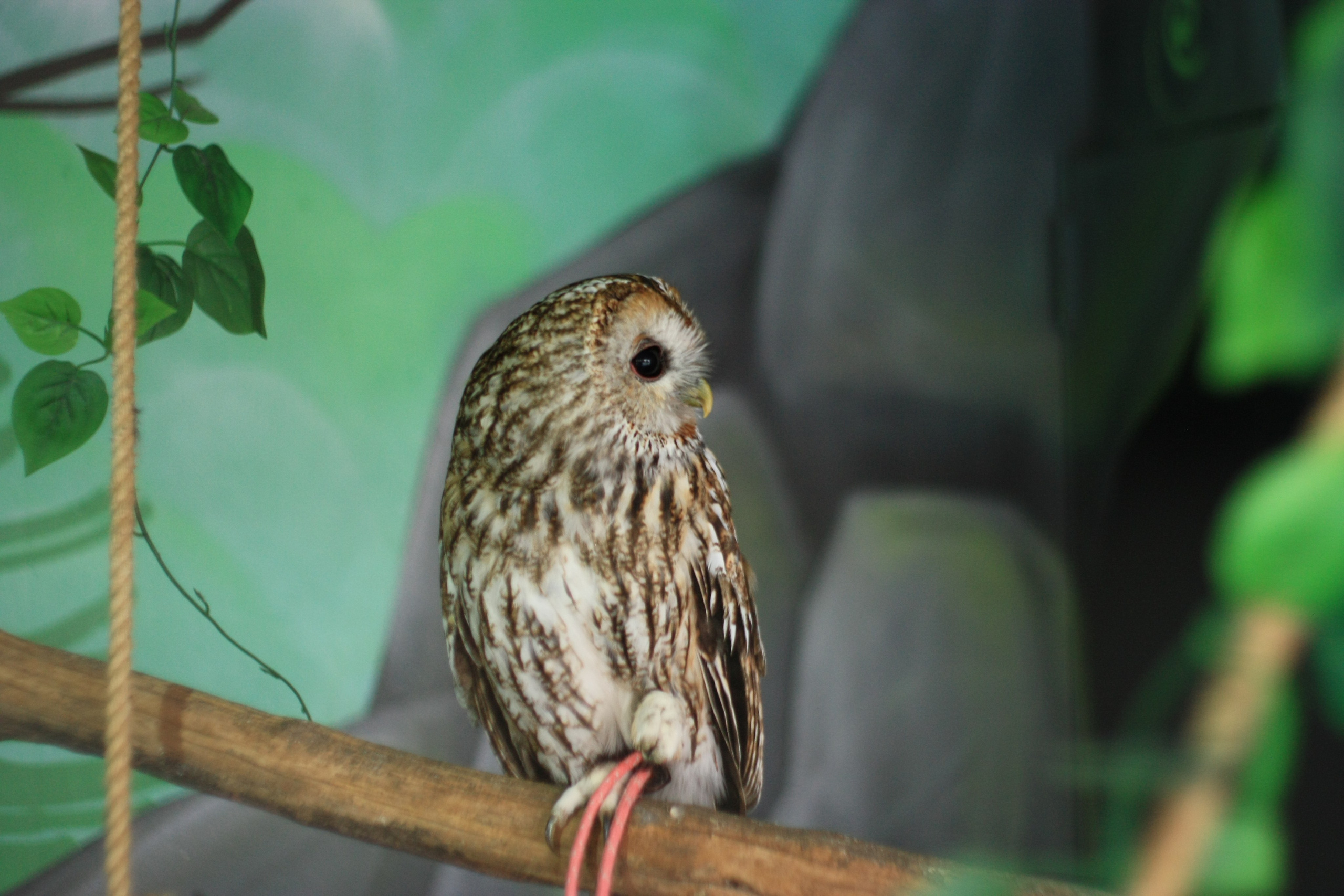 Первые кадры. Сочи — парк. Фотограф Роман Адлер