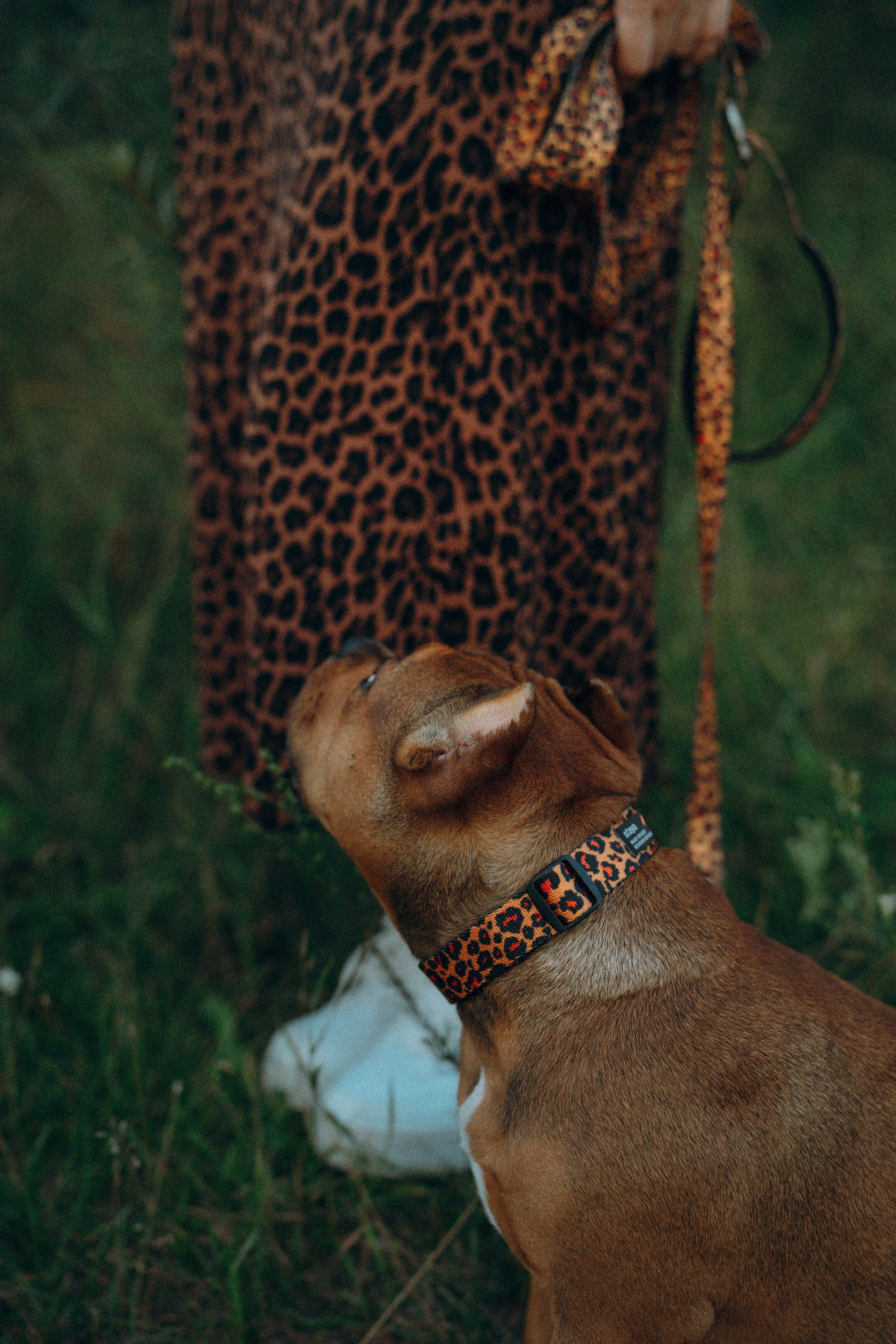 Кристина и Эфи. Фотограф анималист в Москве и Санкт-Петербурге Свиридова Анна