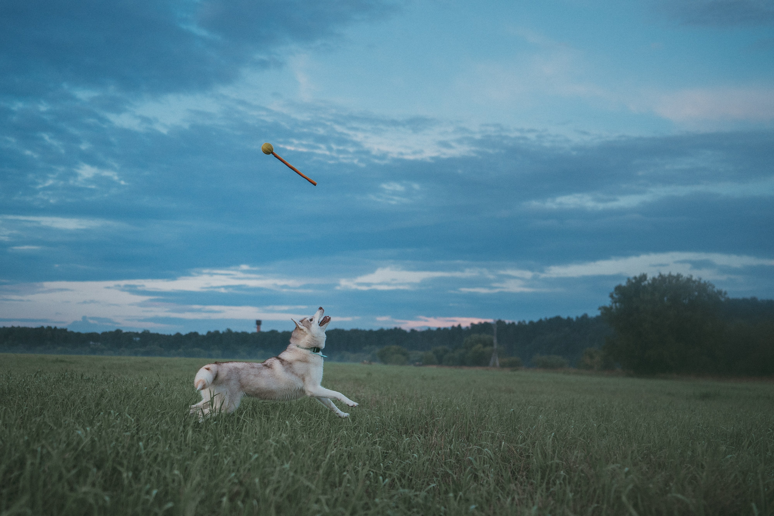 Мария и Джесси. Фотограф анималист в Москве и Санкт-Петербурге Свиридова Анна