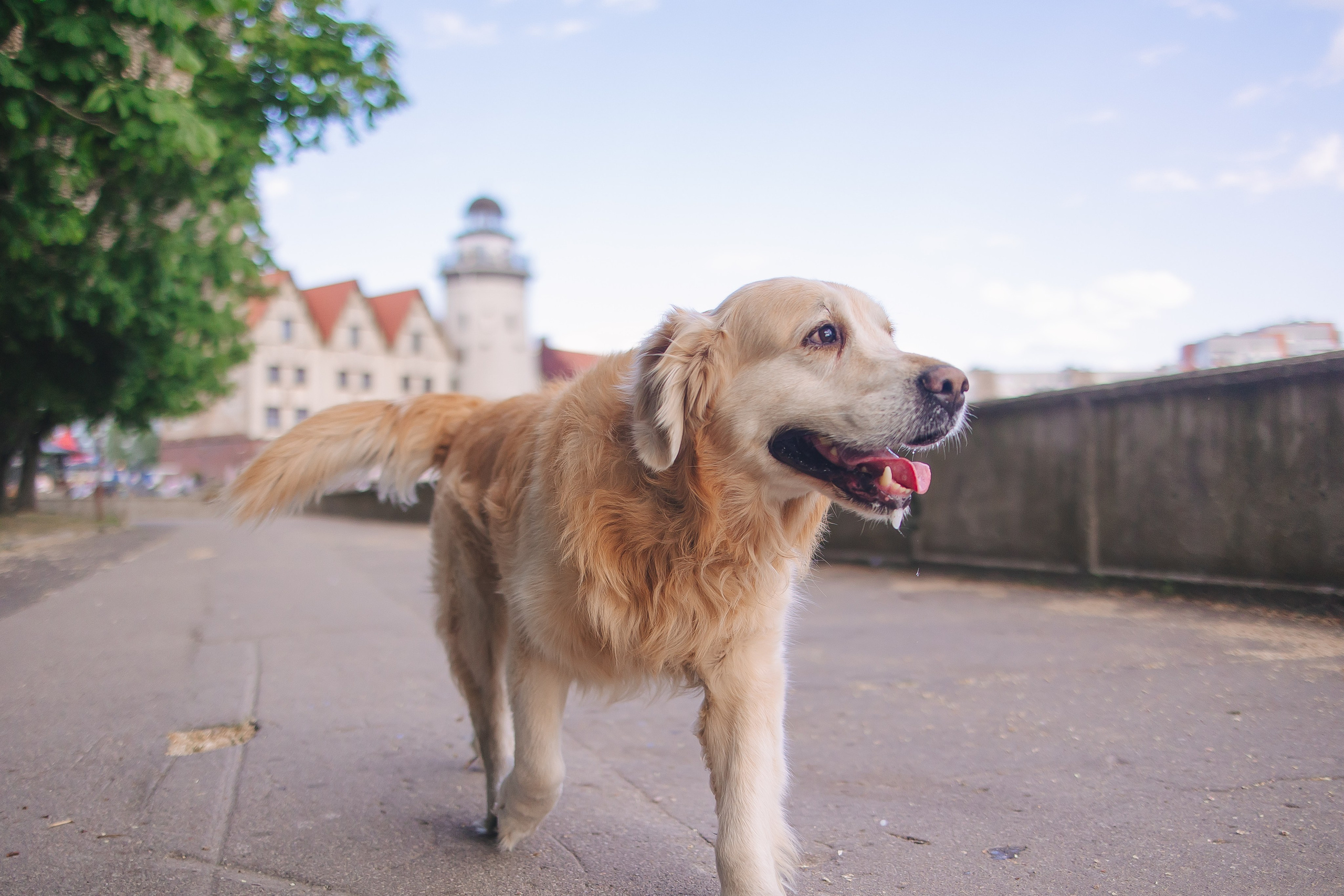 Золотистый ретривер Кант, Калининград. Свадебный и женский фотограф