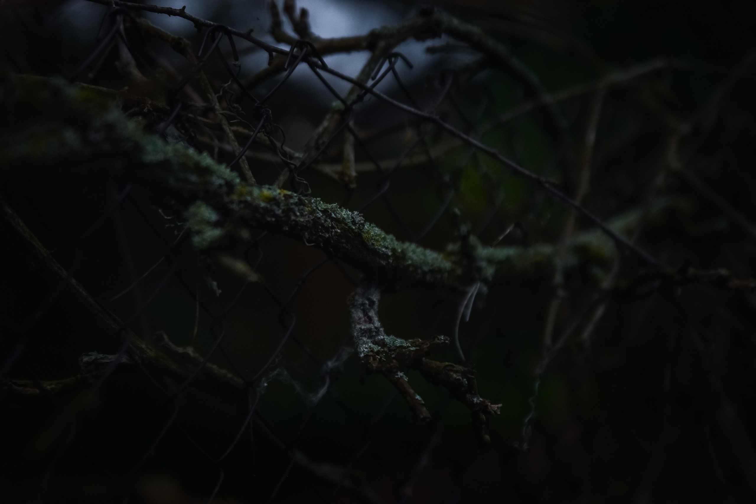 Goblincore, природа, фэнтези, нечисть, лес, гоблинкор, эльфы, фотосессии, костюмированные