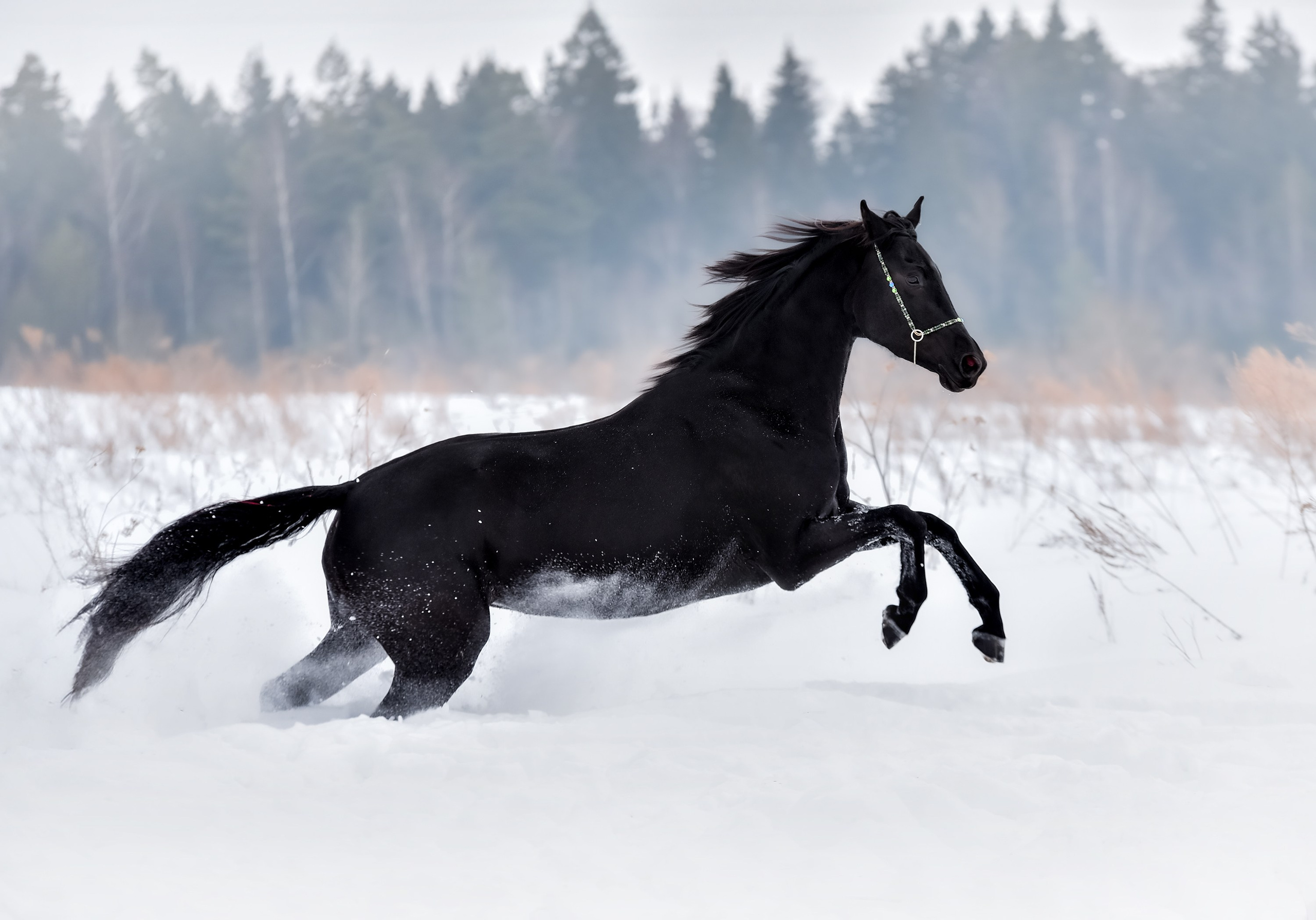 Лошади на свободе, съемка лошадей, экстерьерная съемка, фотосессия