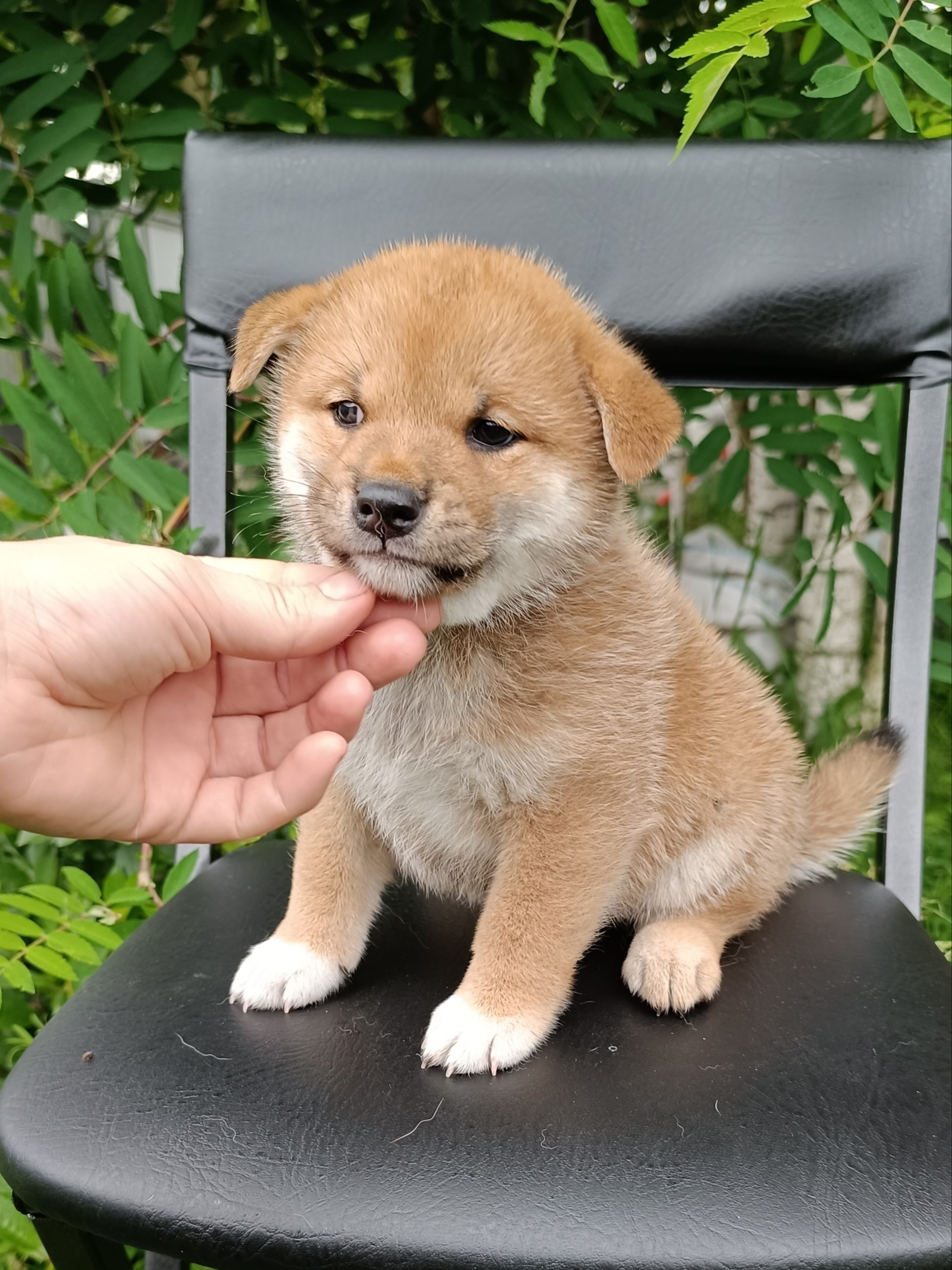 сиба питомник Рубилайт щенки на продажу rubylight  сиба щенки купить СПб Санкт-Петербург