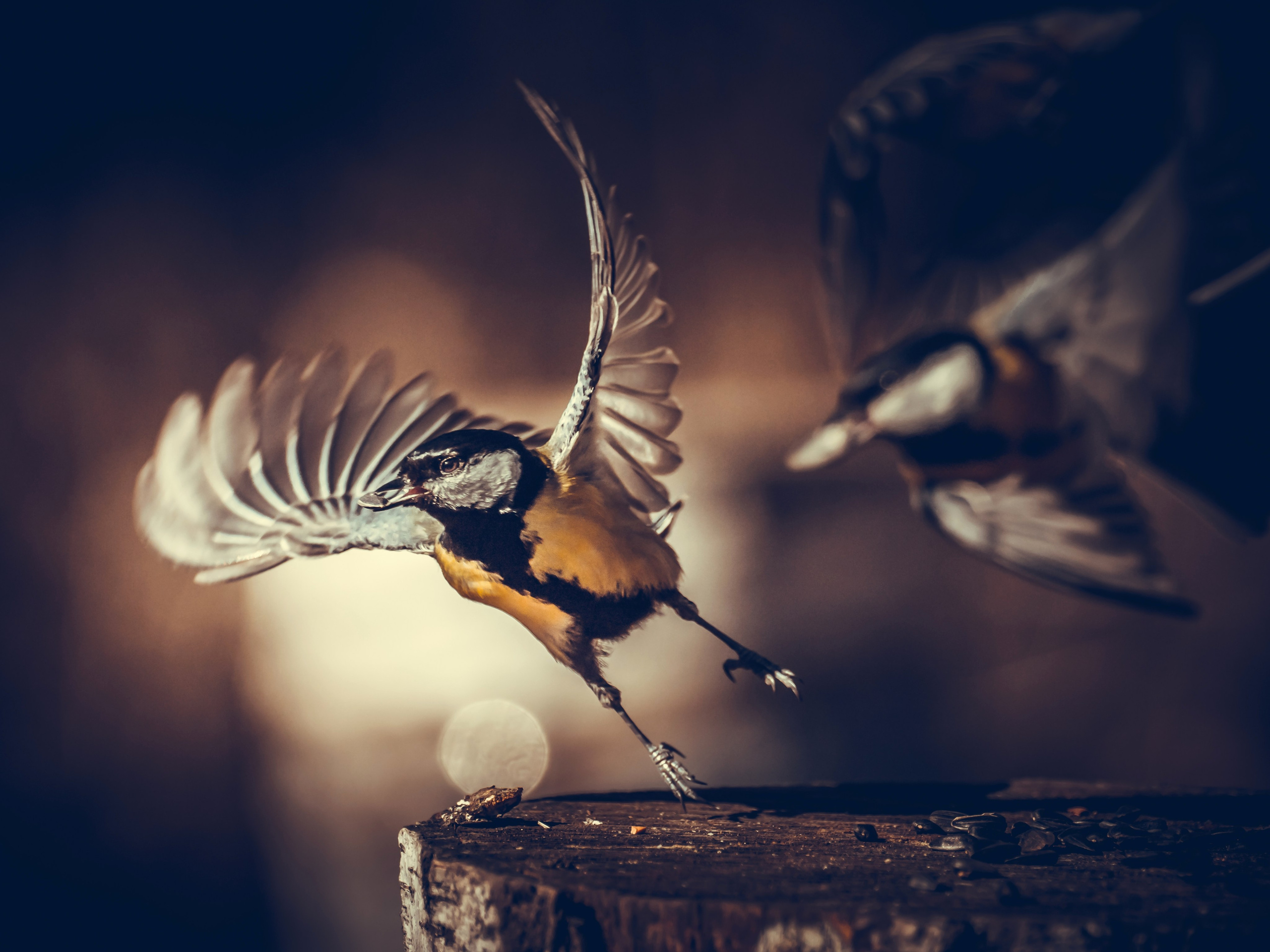 Птицы и животные. Oles Paritskiy