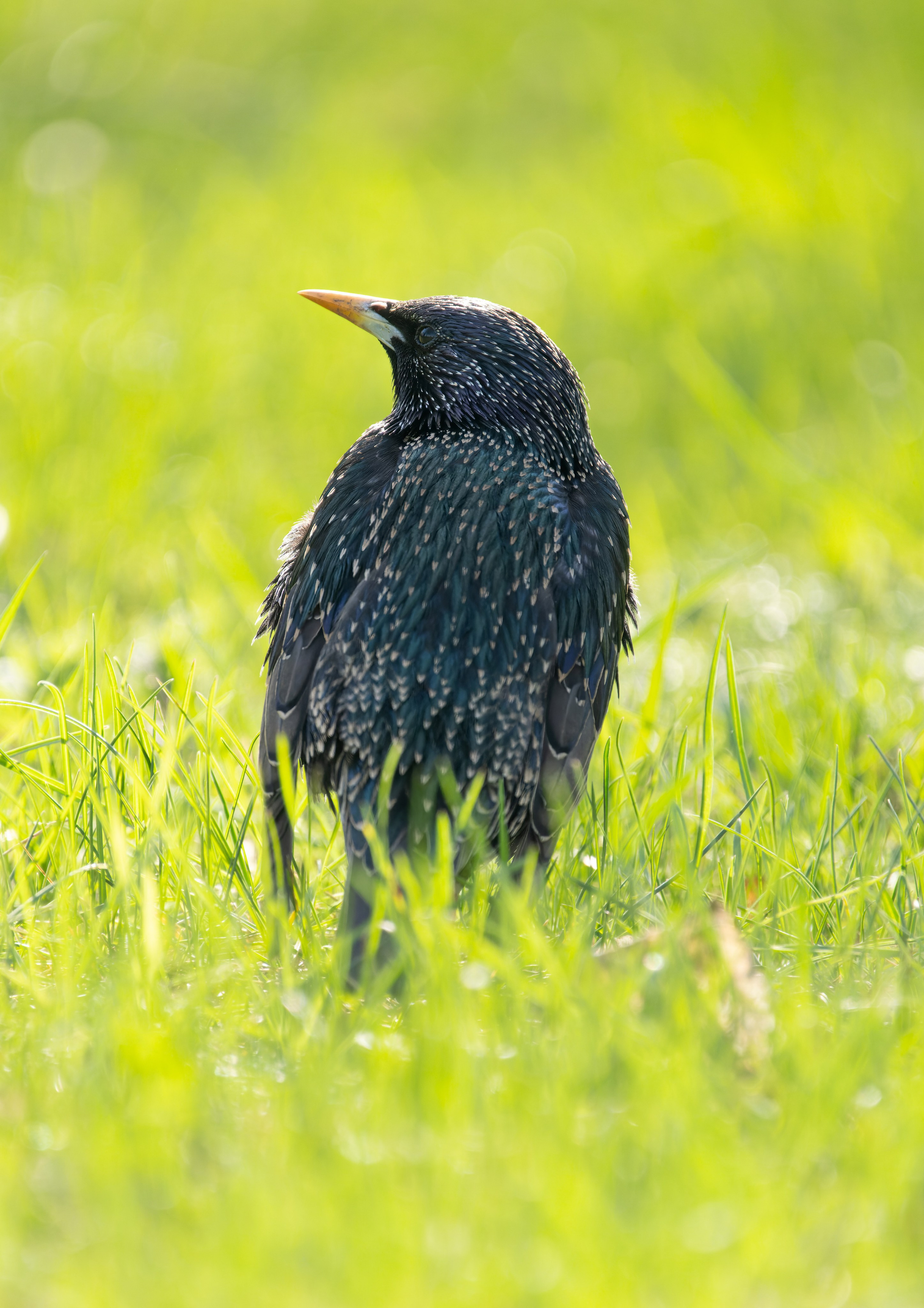 Птицы и животные. Oles Paritskiy