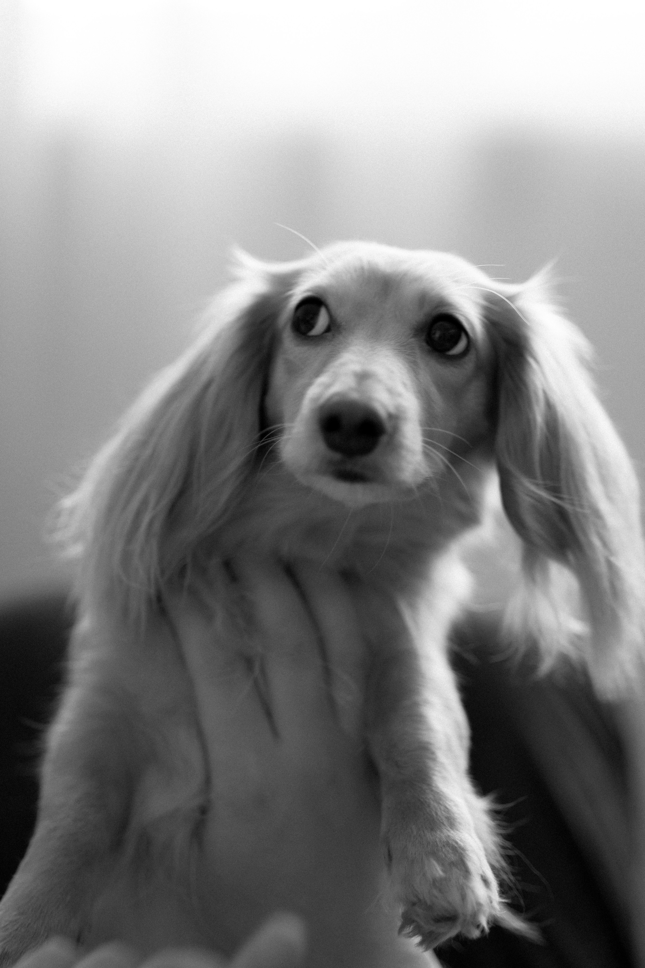 Даня, Алёна, Лёва и таксы. Настя Оленченко, портретный/семейный фотограф на цифру и плёнку Москва