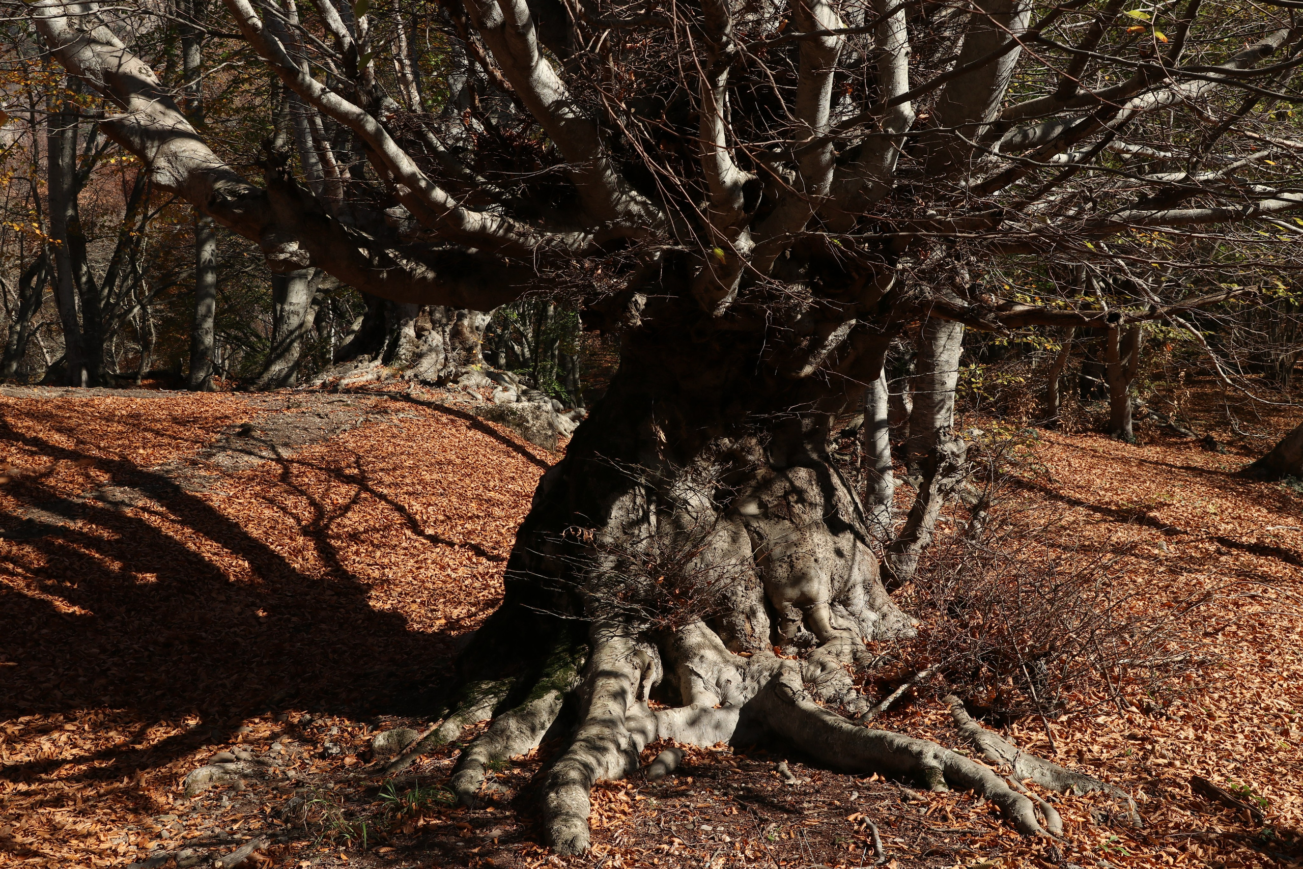 Крым. ЮБК (Гурзуф, Судак и их окрестности). Ноябрь 2023. Путешественник-фотограф из Санкт-Петербурга Татьяна Свистулина
