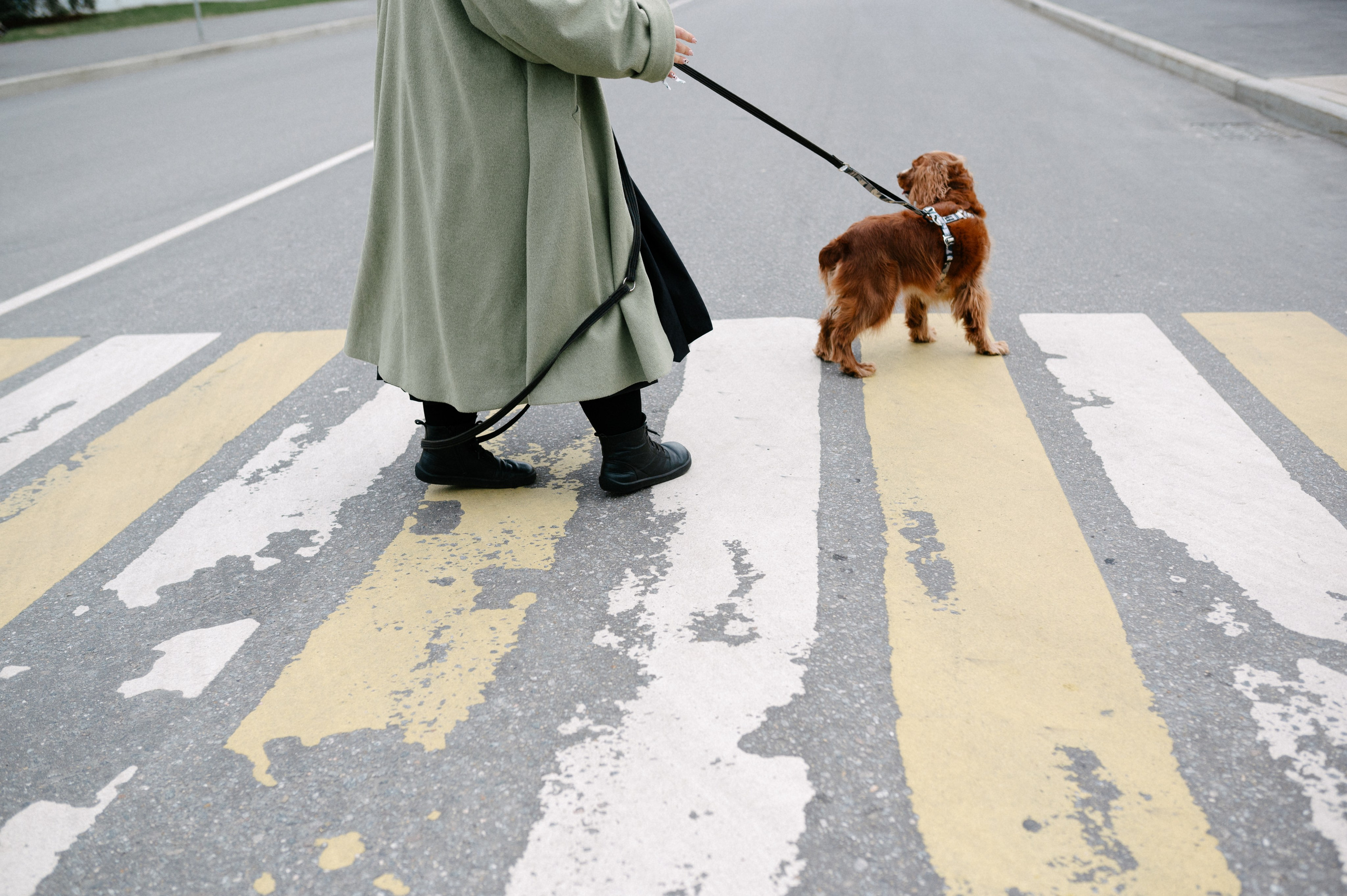 Рыжая команда. Фотограф анималист в Москве Ольга Агушева