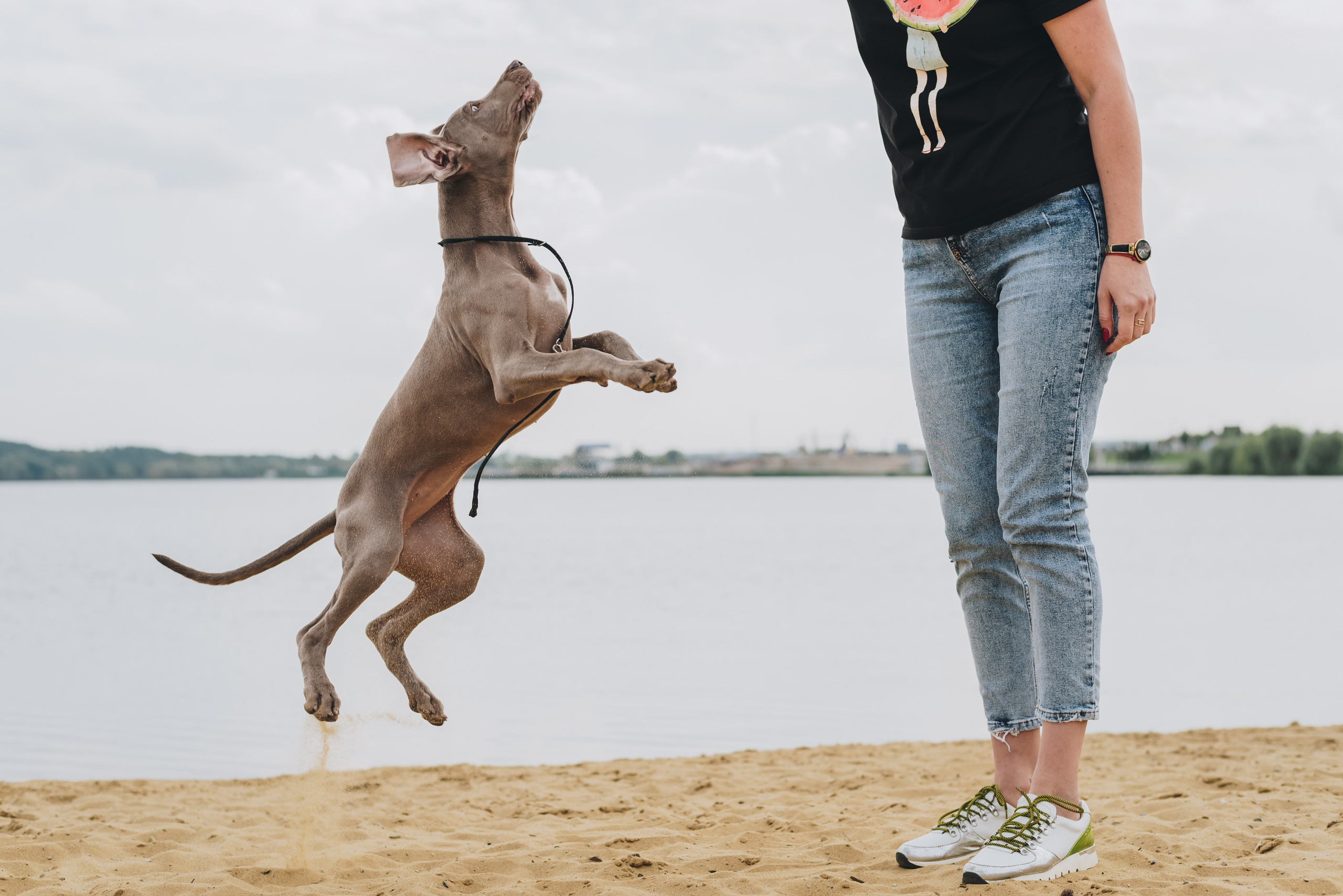 Weimaraner. Natalia Finch Photography — Family, Kids & Pet Photographer in Chicago, IL
