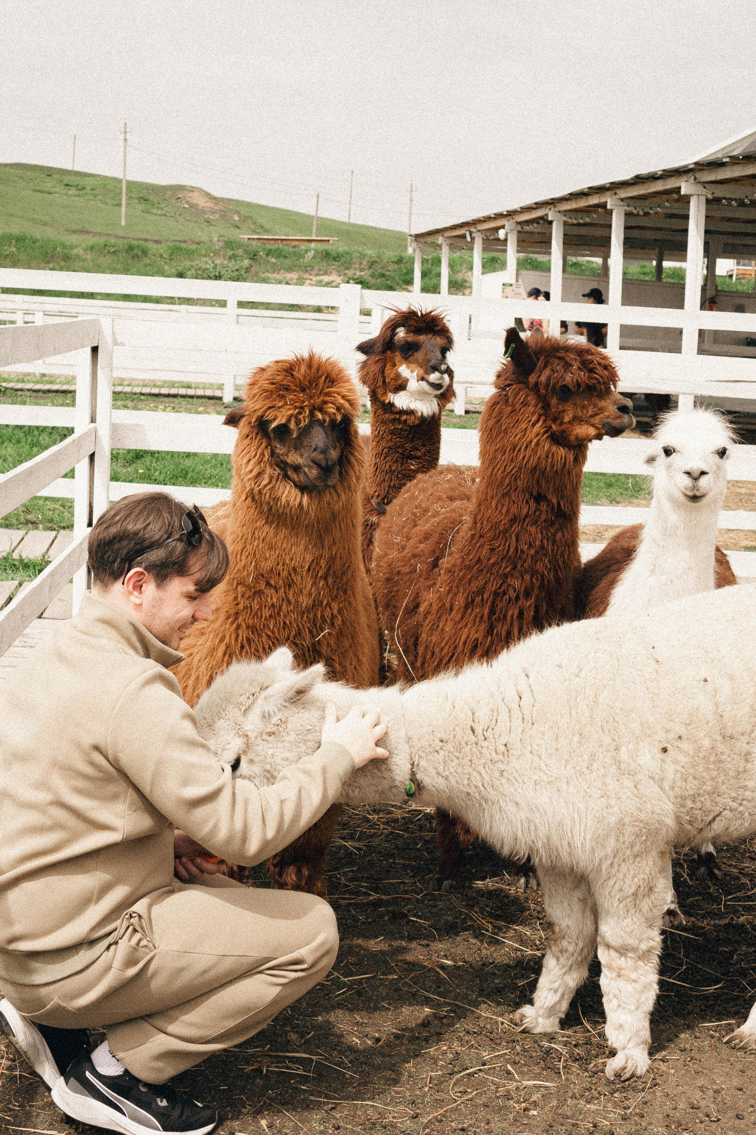 Ферма Альпак. Профессиональный фотограф, Санкт-Петербург — Виктория Богомолова