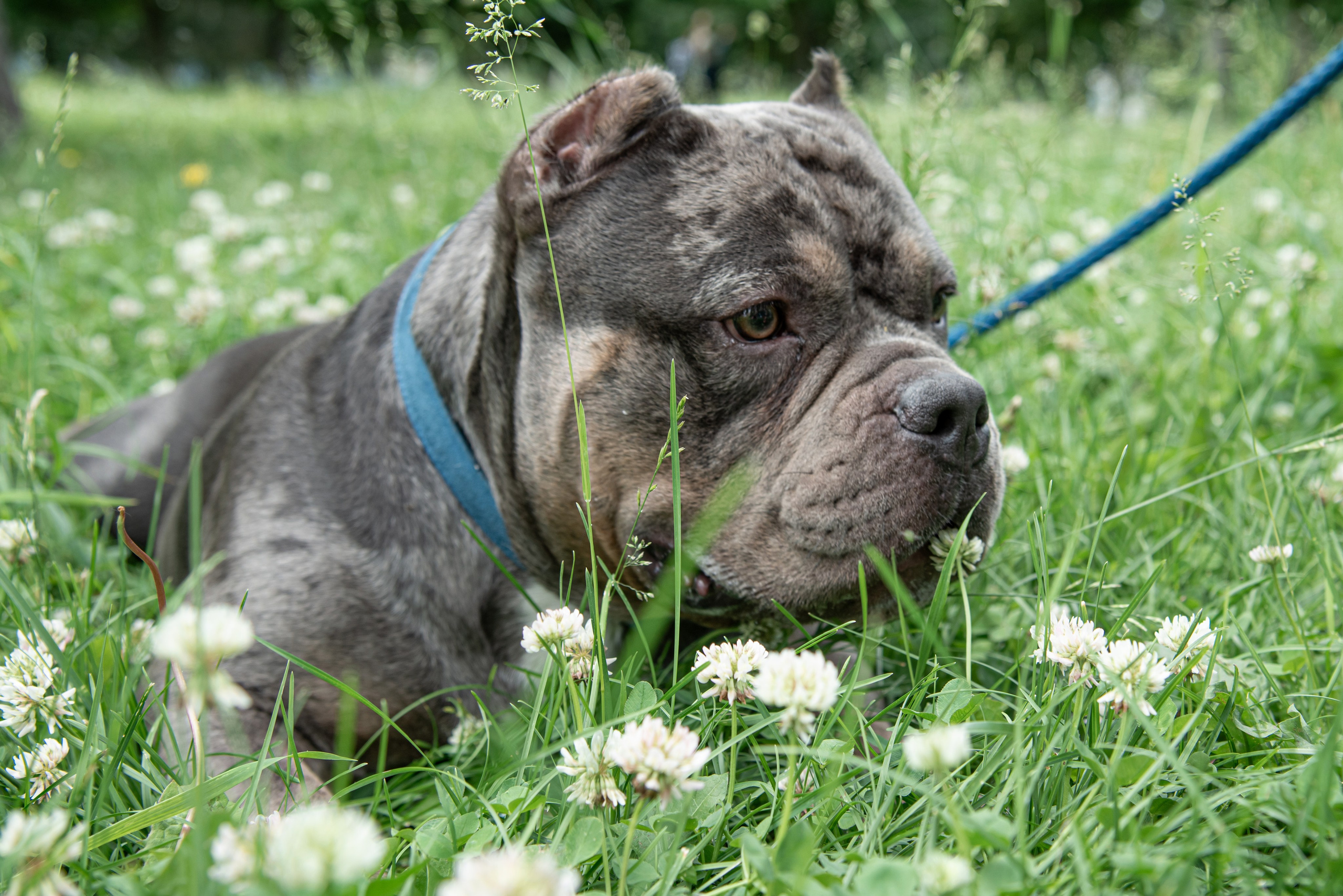 Dog. Фотография — это миг, который фиксирует вечность