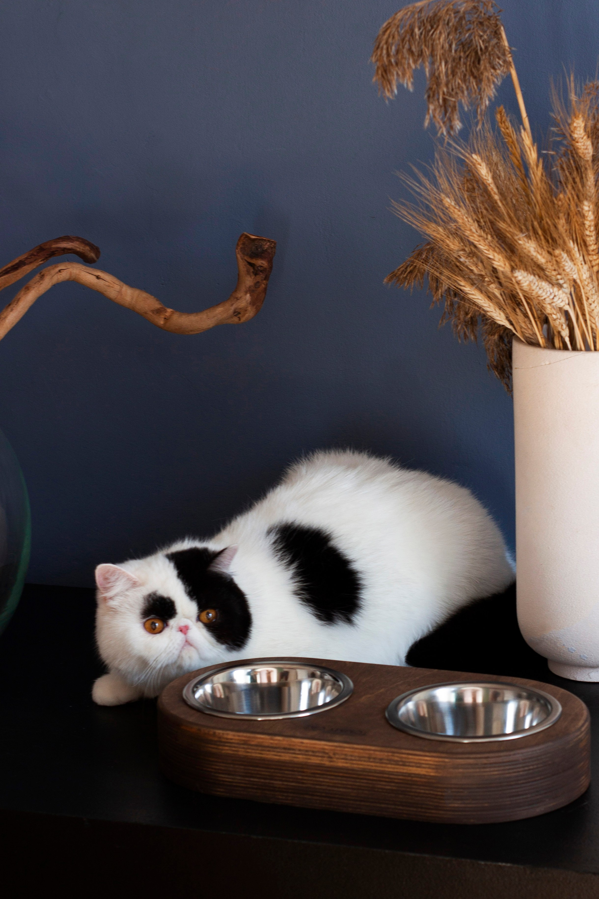 Работа с Tommy cat. Oksan_photo