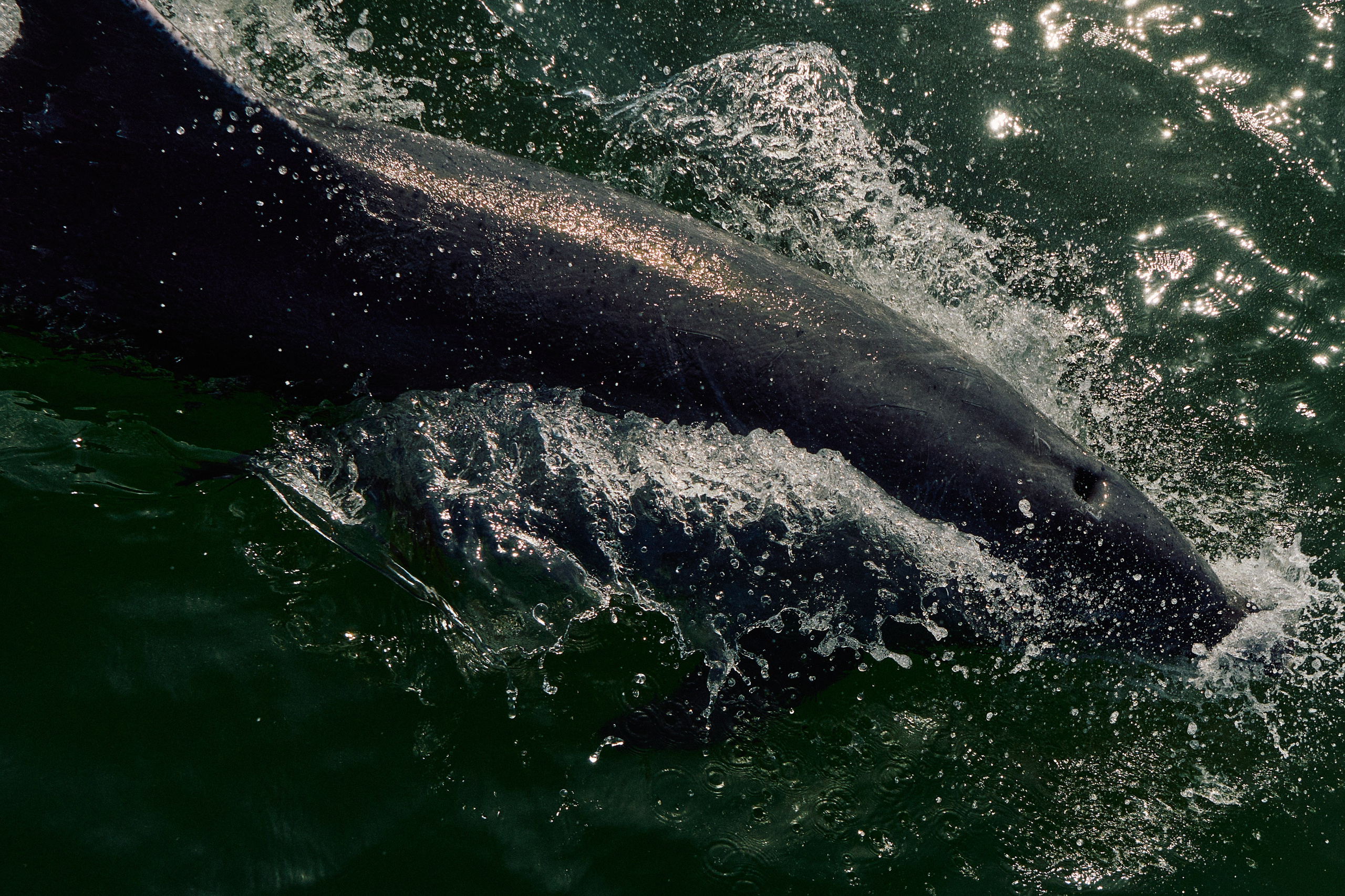 Gambia River. See the moment and catche. commercial and reportage