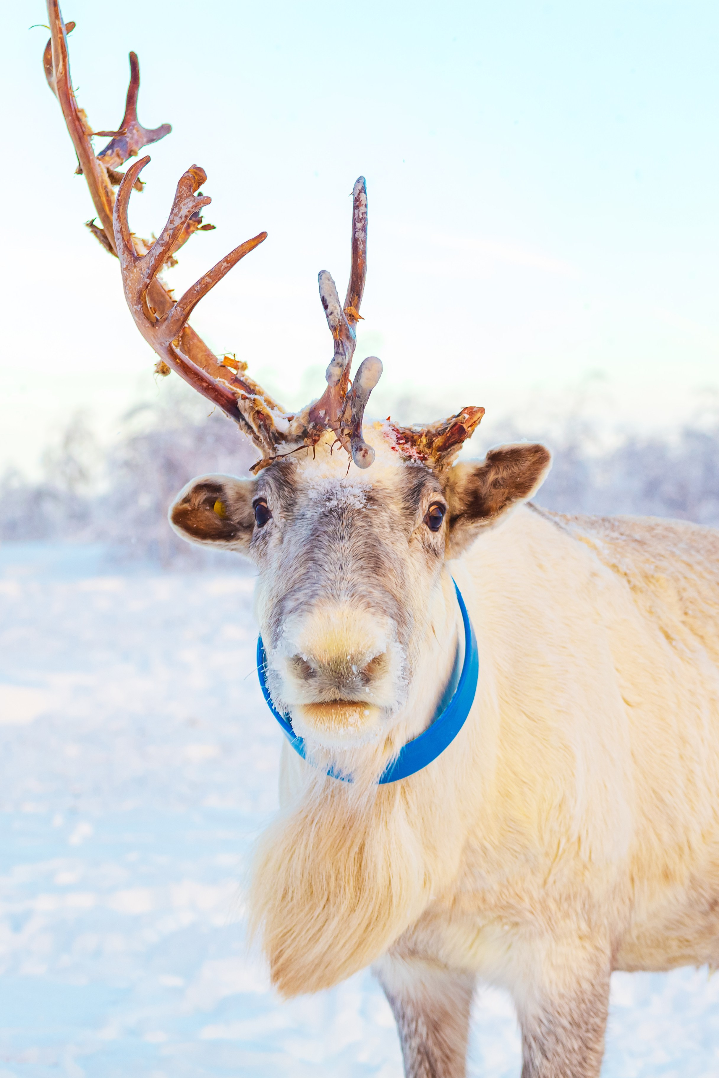 Ненецкий автономный округ. Тревел-фотограф Елизавета Ларионова