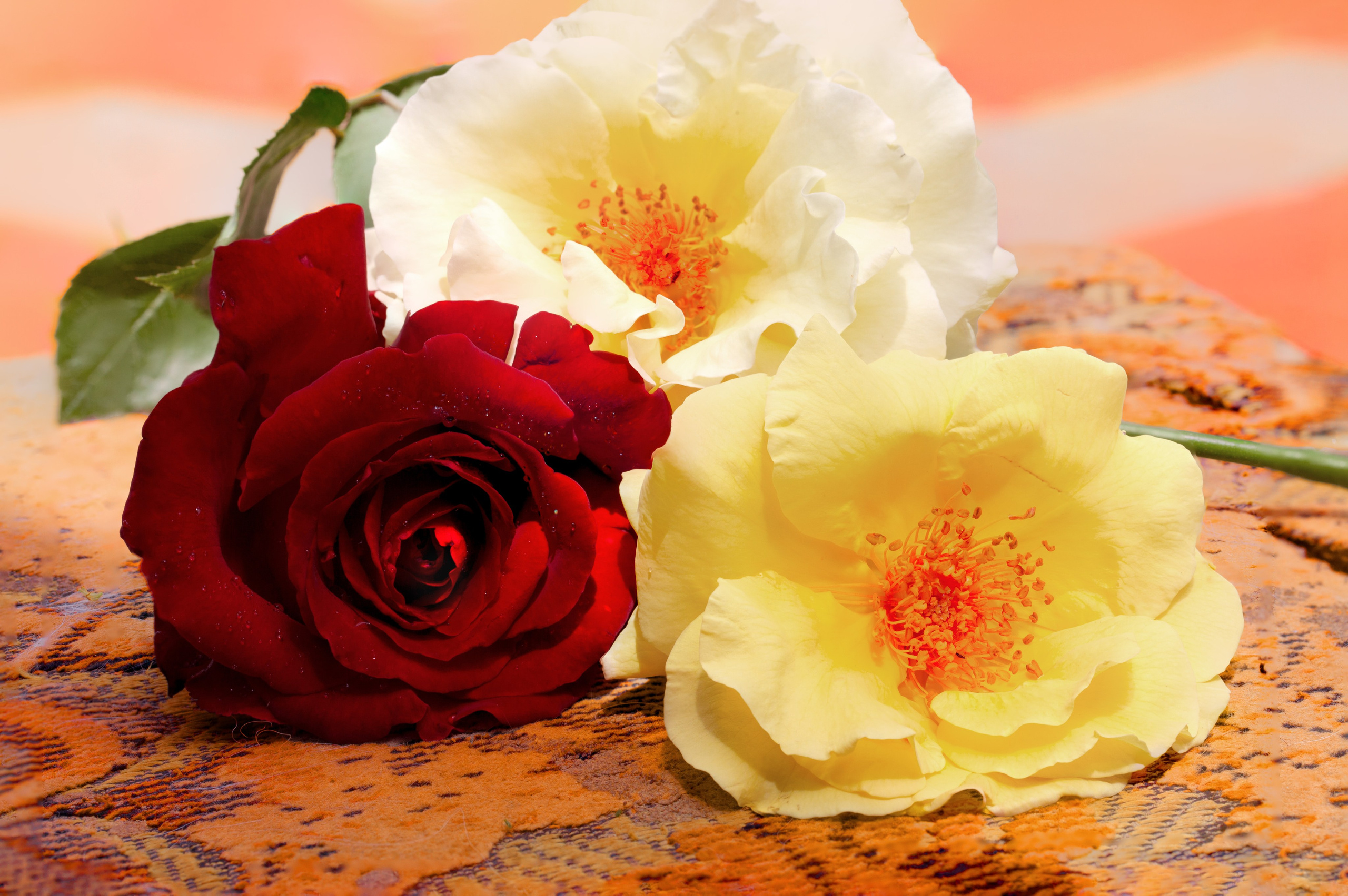 Цветы это всегда красиво. Медиапродюсер, фотограф в Минеральных Водах —Виктор Холодов